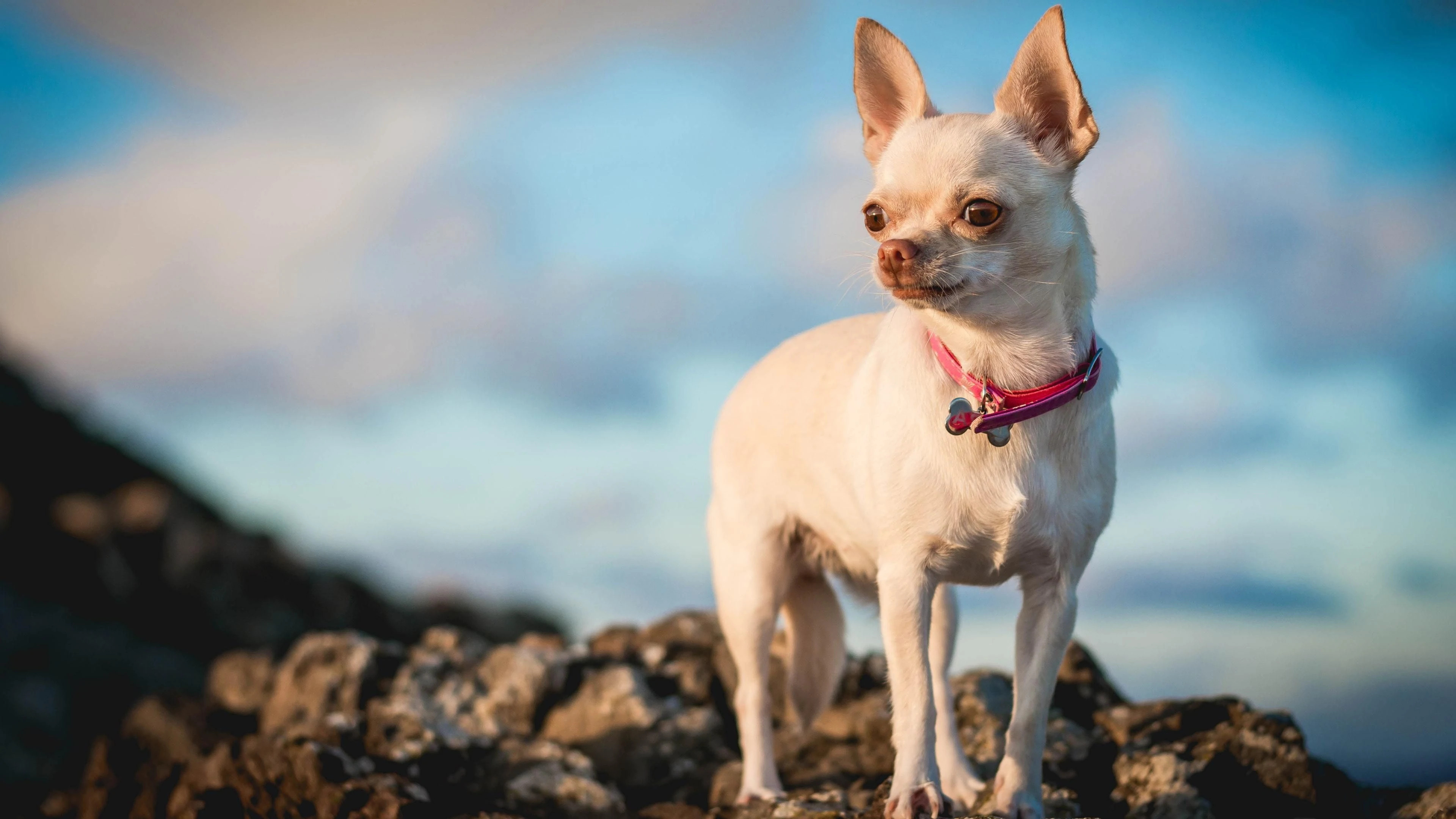 Chihuahua collars, Stylish accessories, Trendy dog fashion, Empire style, 3840x2160 4K Desktop