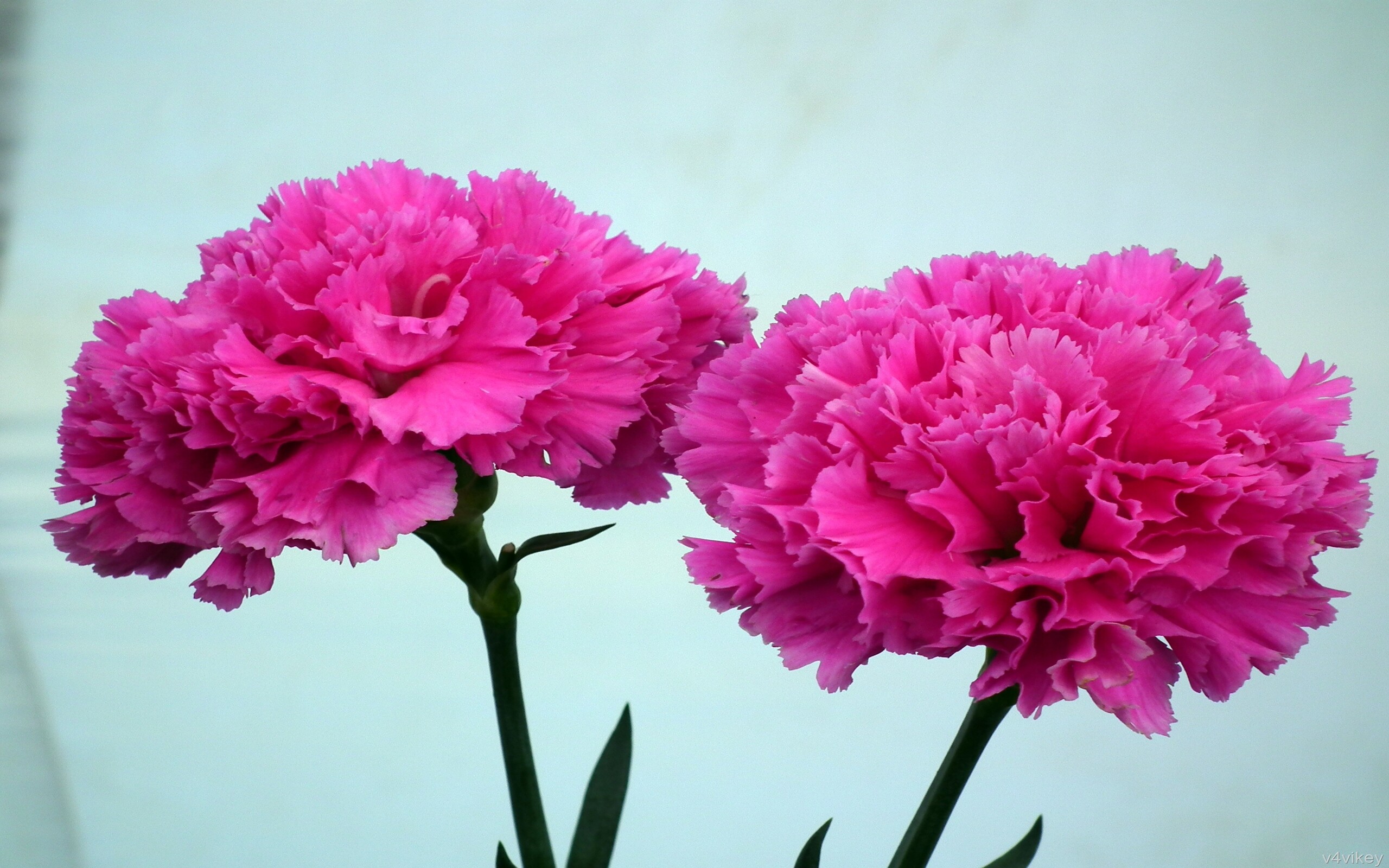 Carnation: Carnations are the traditional first wedding anniversary flower. 2560x1600 HD Background.