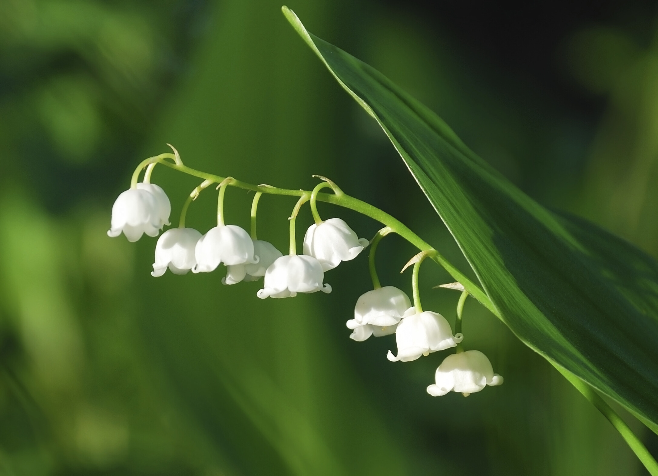 Lily of the Valley: Petite, fragrant, white flowers rise on long stems from the leaf clumps in spring, and orange-red berries appear later in the fall if different varieties are planted for cross-pollination. 2180x1580 HD Background.