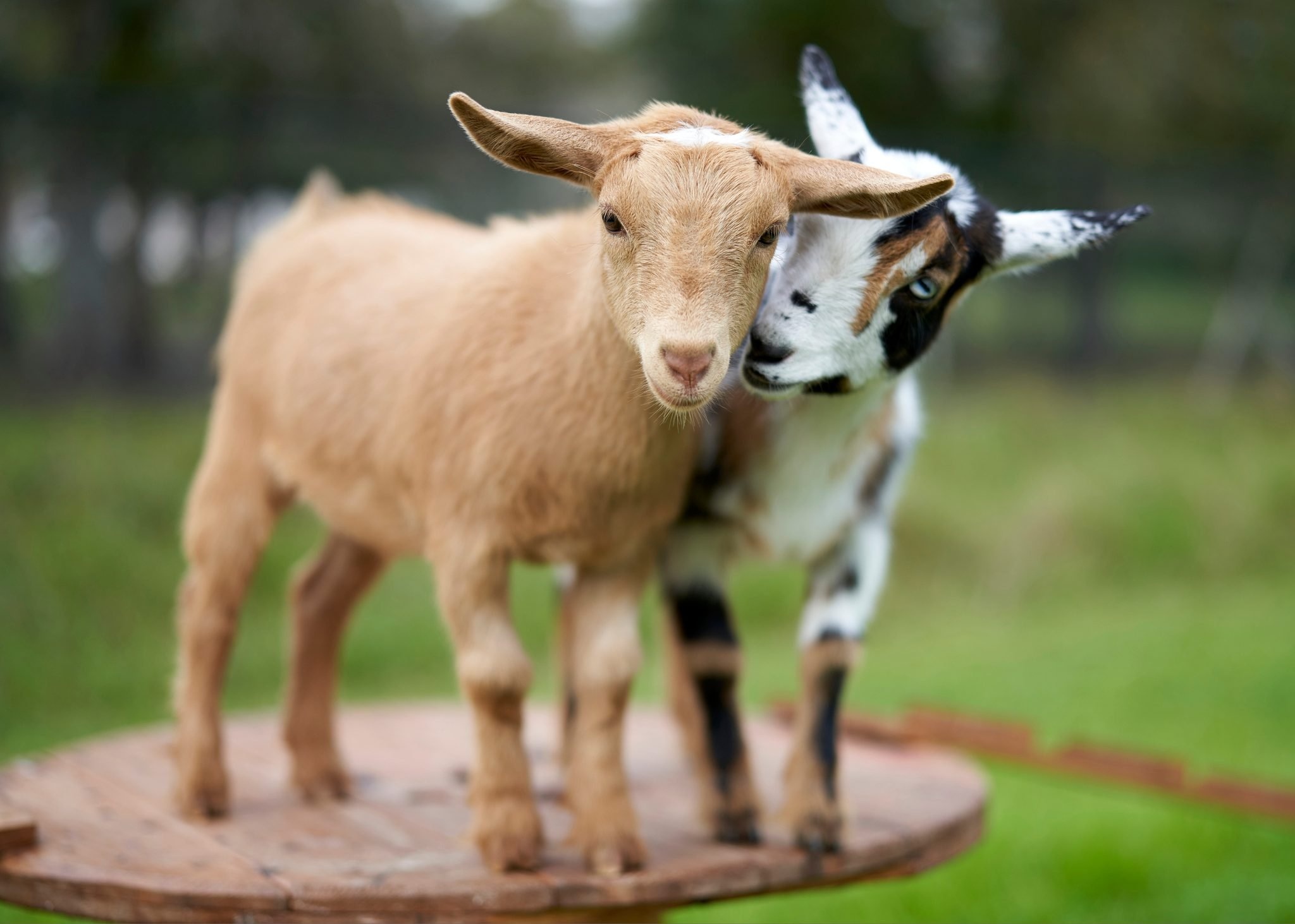 Funny goat moments, Captivating goat pictures, Amusing goat antics, Laughter-inducing goat wallpapers, 2050x1470 HD Desktop