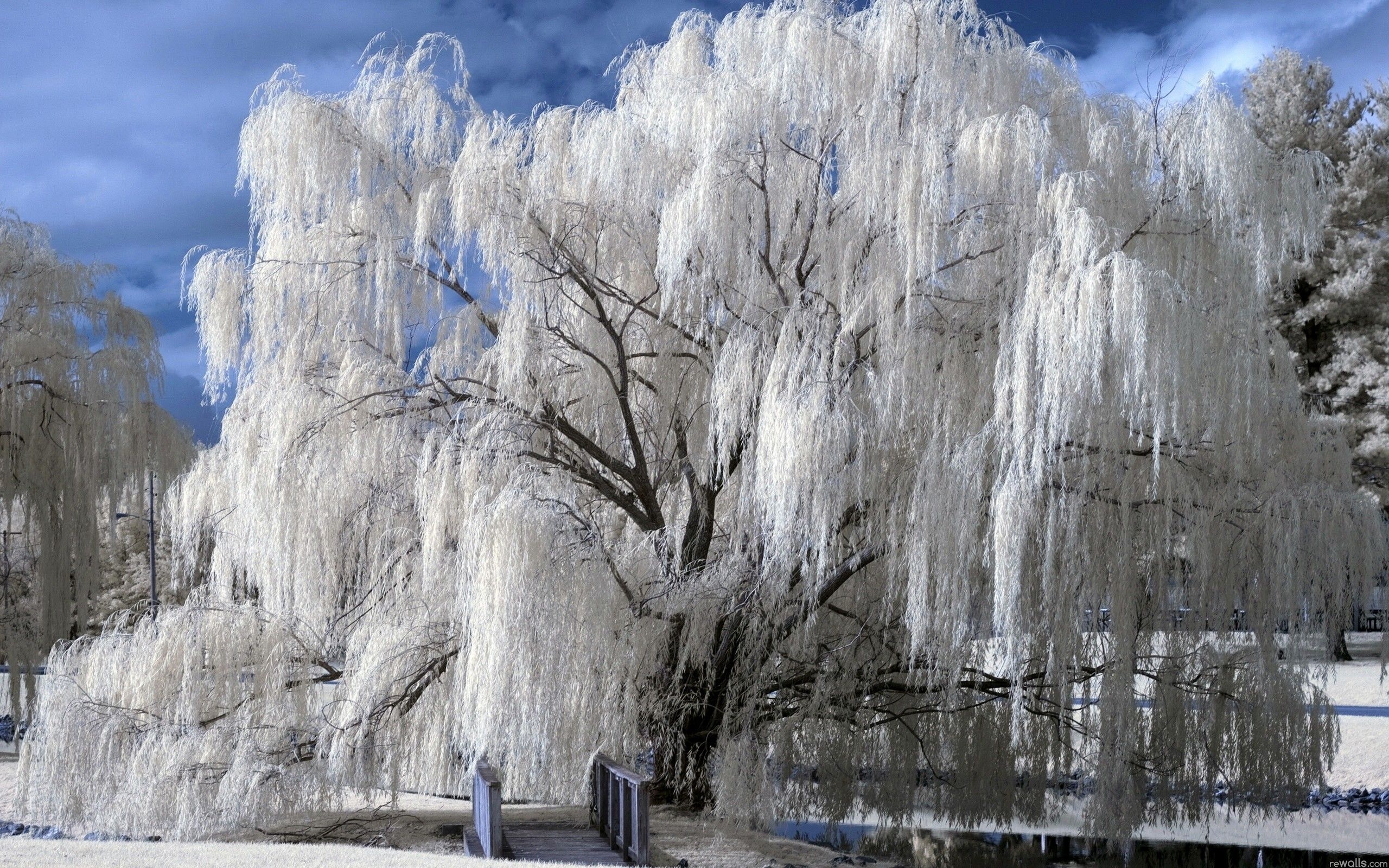 Hoarfrosted willow tree, Nature's ethereal beauty, Tranquil scenery, Captivating wonder, 2560x1600 HD Desktop
