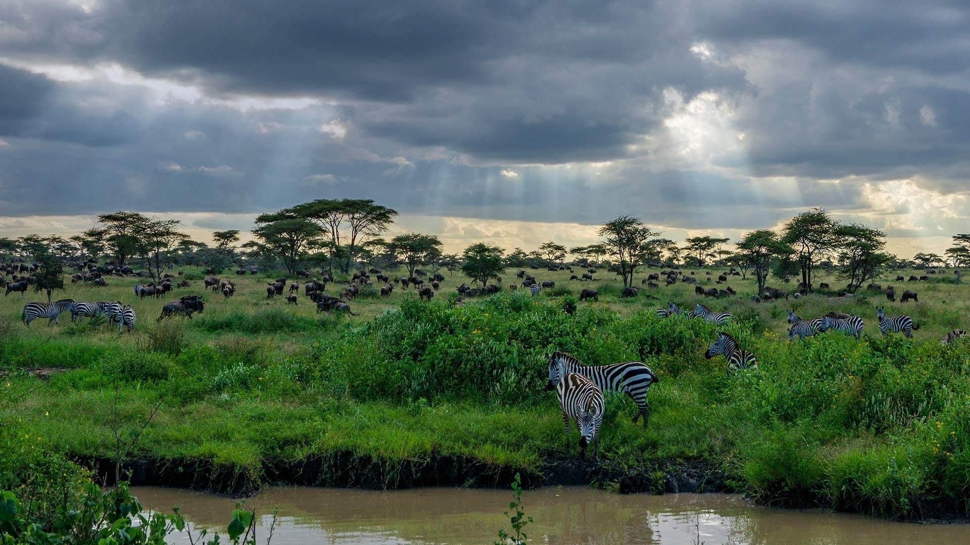 Serengeti National Park, Great plains of Africa, Microsoft Windows spotlight, Serene landscapes, 1920x1080 Full HD Desktop