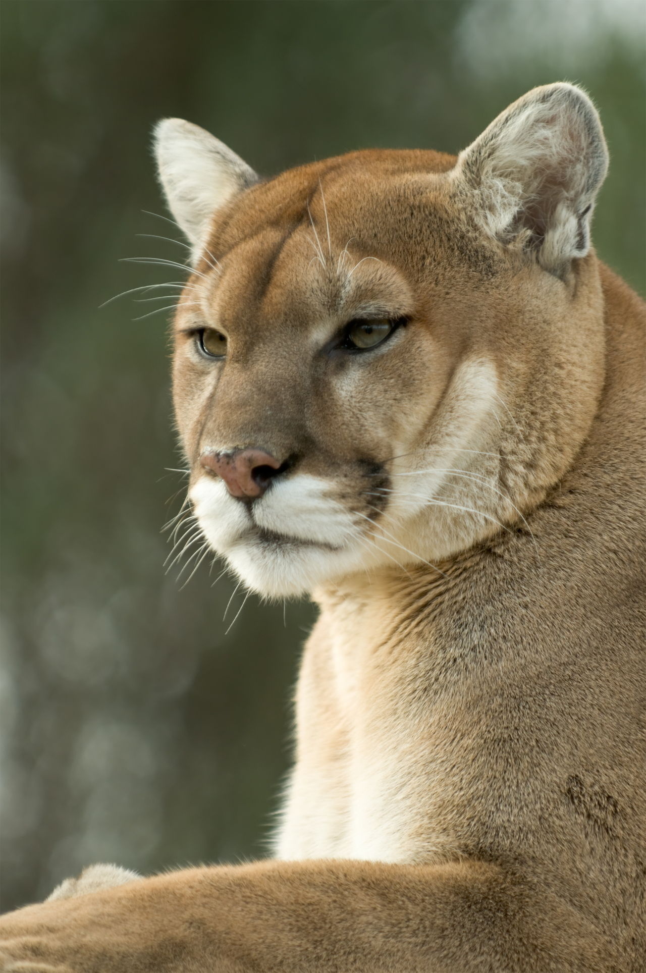 Cougars, Mountain lions, Fascinating creatures, Remarkable adaptations, 1280x1930 HD Handy