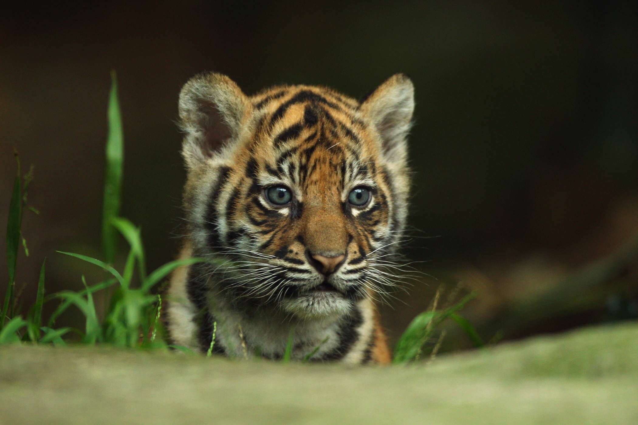 Tiger Cub: Young female species establish their first territories close to their mother's. 2100x1400 HD Background.
