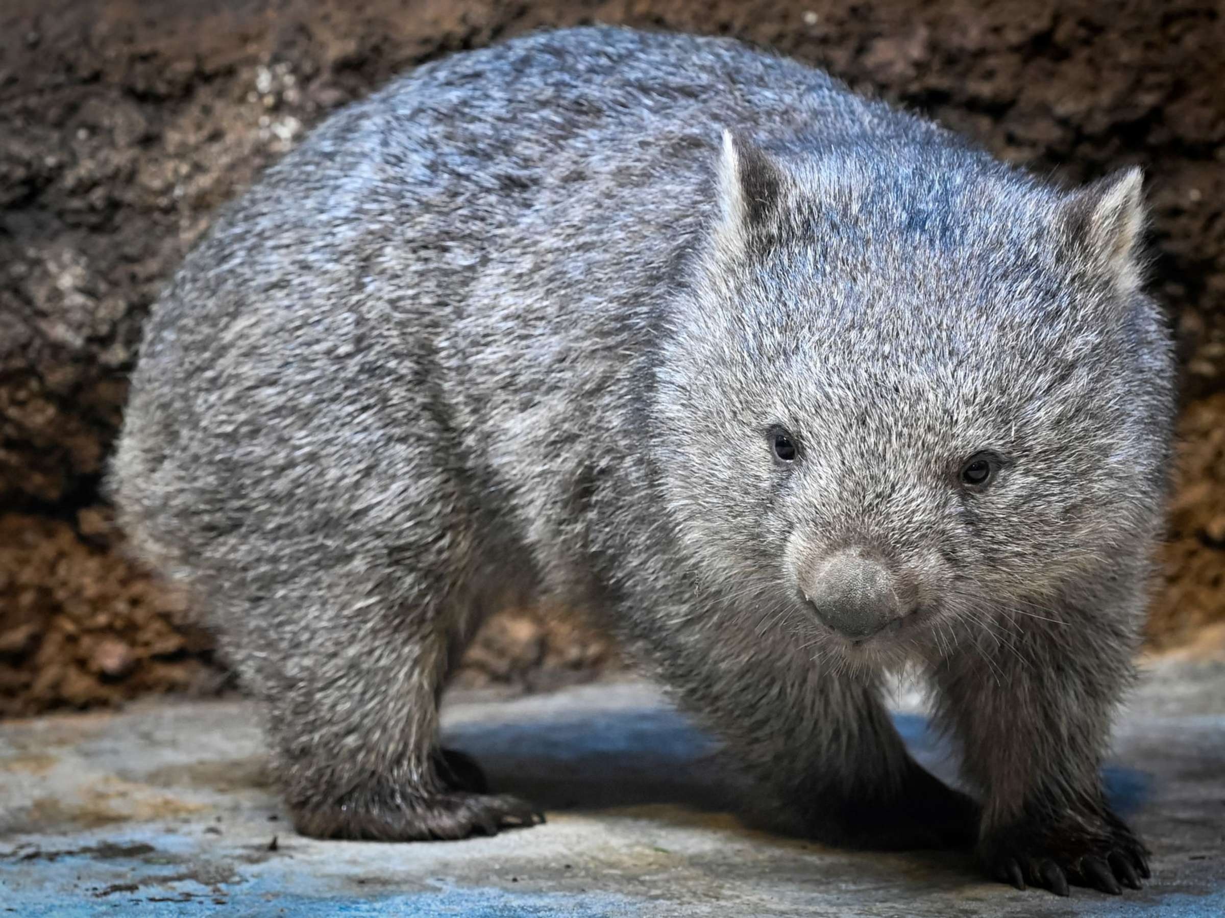 Prager Zoo, Wombat cooper, Animal conservation, 2400x1800 HD Desktop