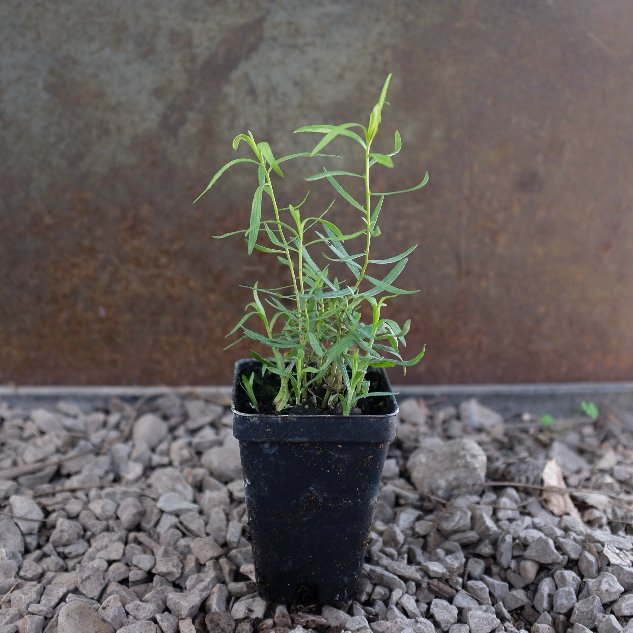Tarragon herb, French tarragon artemisia dracunculus, Herb plant, Lexington KY, 2050x2050 HD Phone
