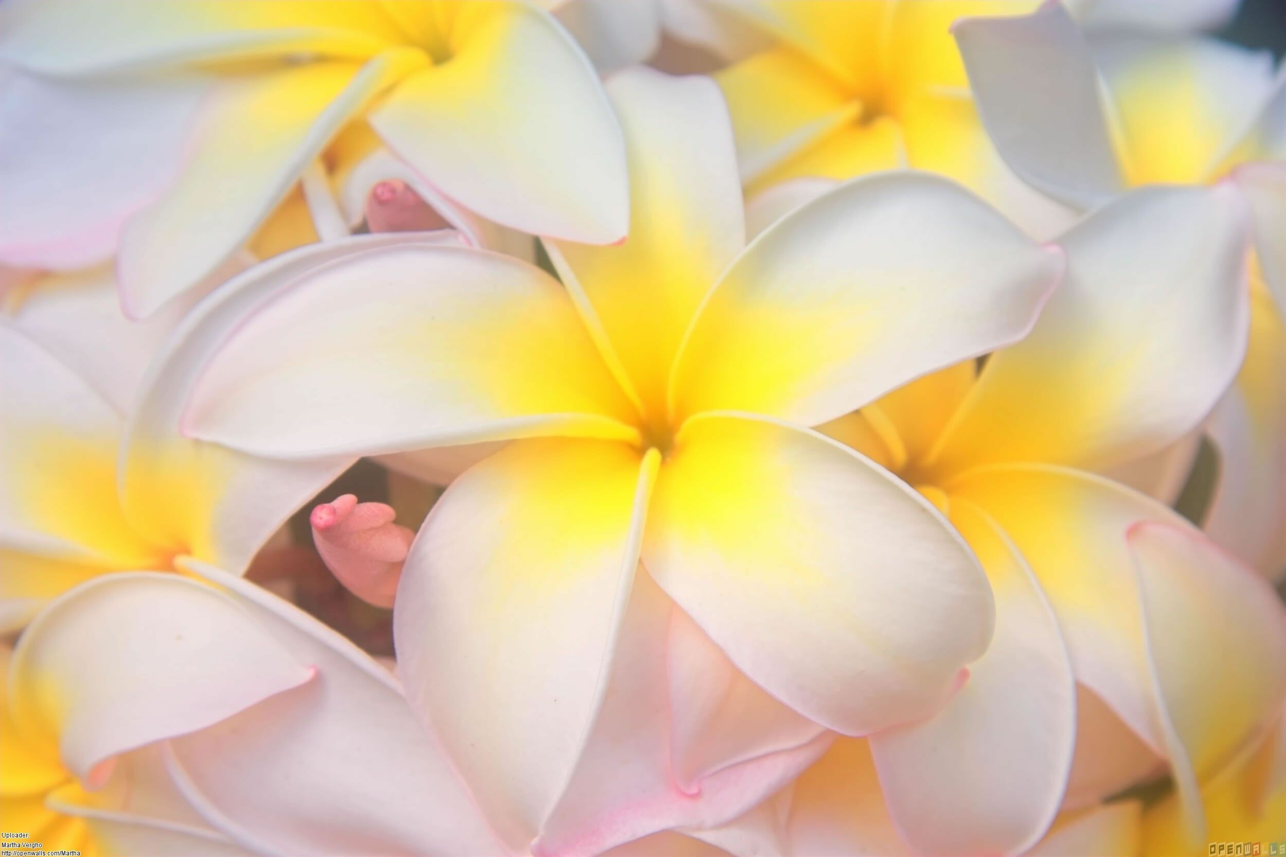 Frangipani Flower: In several Pacific islands, such as Tahiti, Fiji, Samoa, Hawaii, New Zealand, Tonga, and the Cook Islands, Plumeria species are used for making leis. 2500x1670 HD Background.