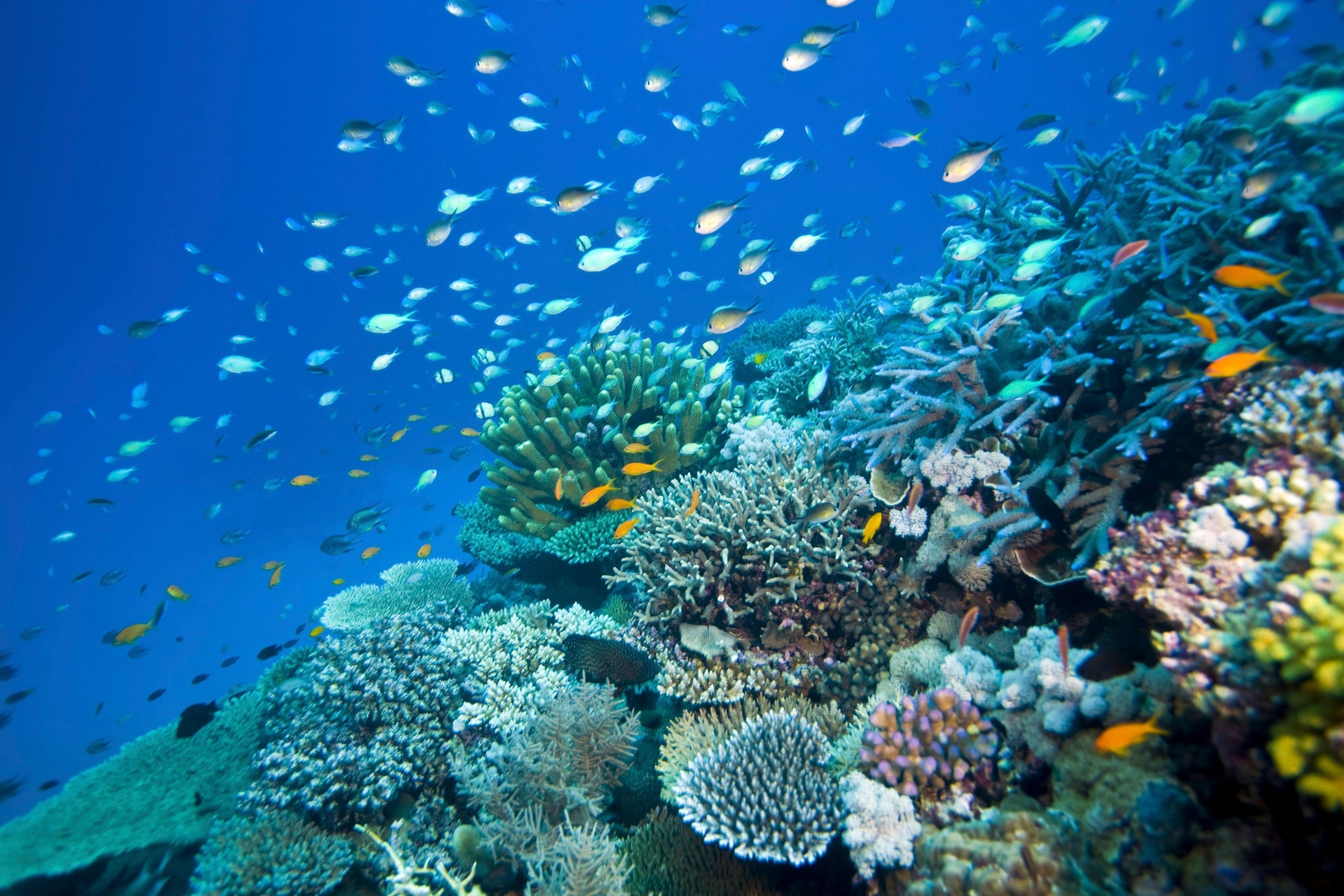 Coral Sea, Australia's great barrier reef, Cond Nast Traveler, Australias, 2130x1420 HD Desktop
