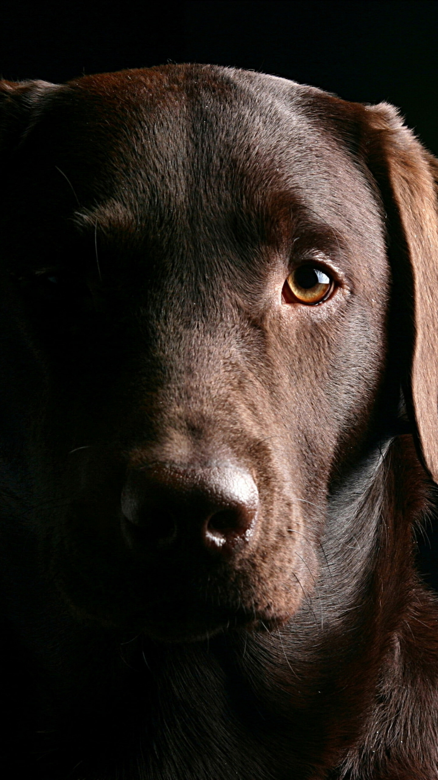 Labrador Retriever: Adult Chocolate Dog, Muzzle, Gun Dog, Animal. 1440x2560 HD Wallpaper.