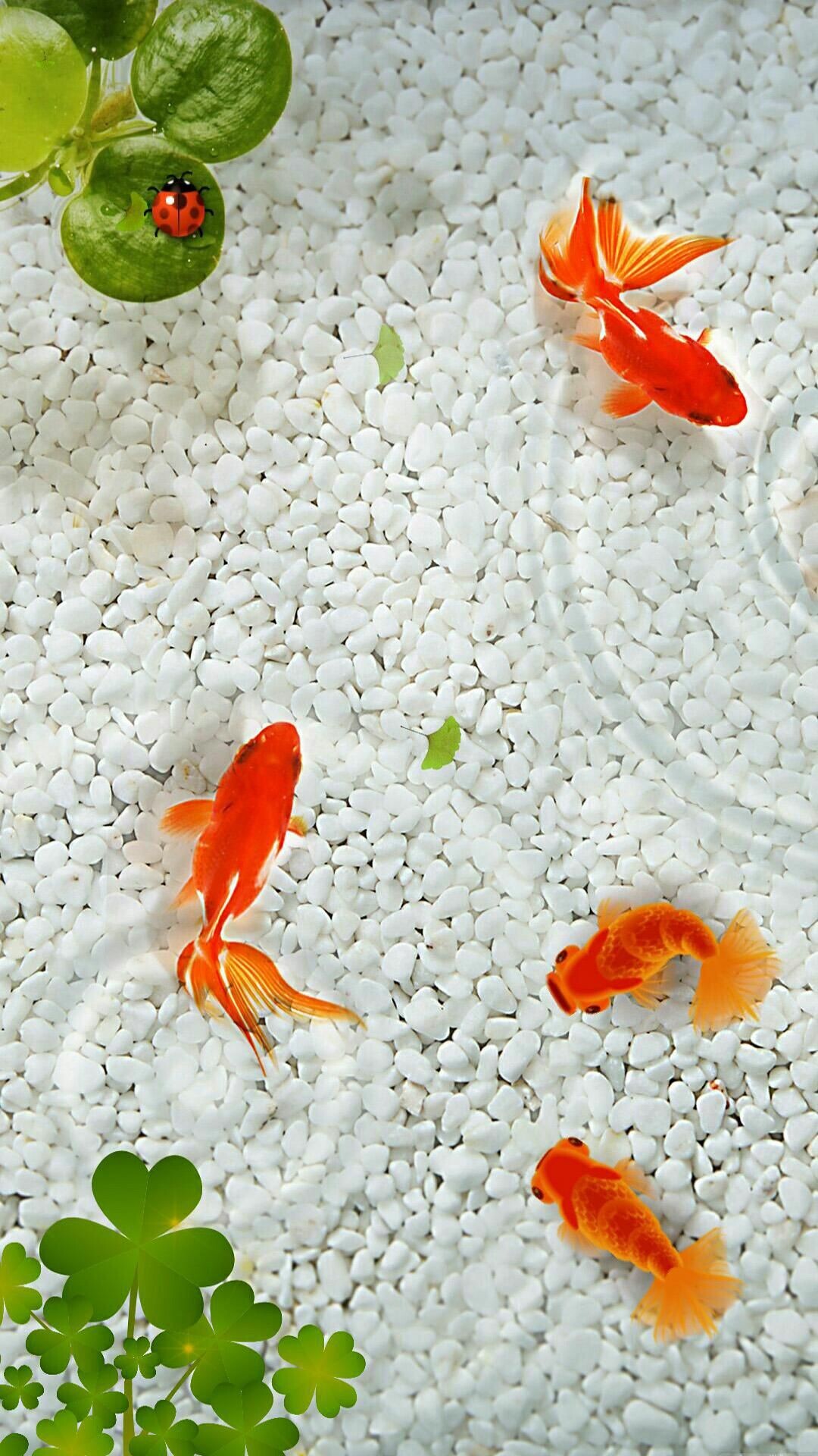 Gold Fish: Art, Aquarium gravel, Substrate, An attractive nature style tank, A species of domestic fish. 1080x1920 Full HD Background.