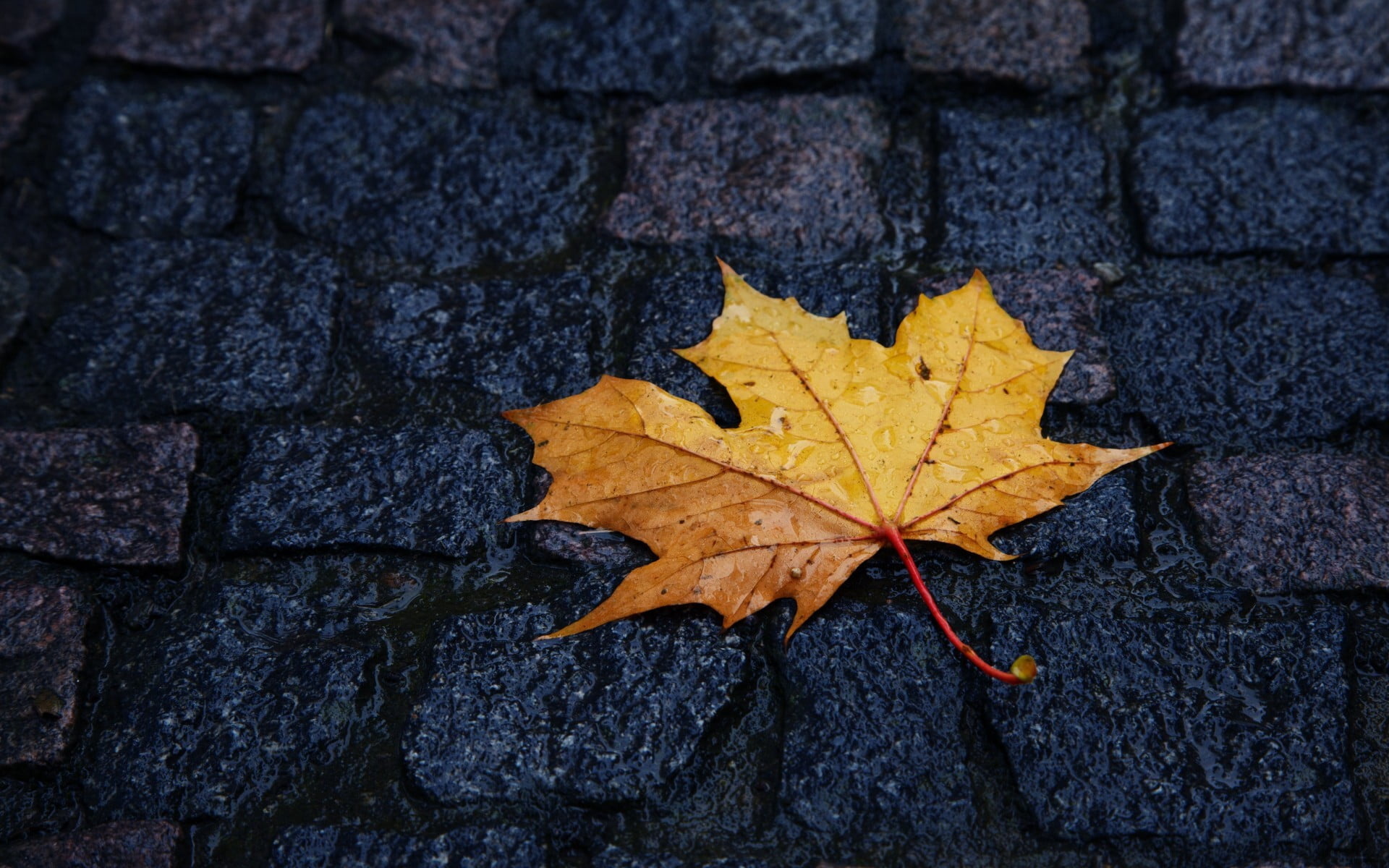 Brown maple leaf, Macro shot, Rainy pavements, Wet street, 1920x1200 HD Desktop