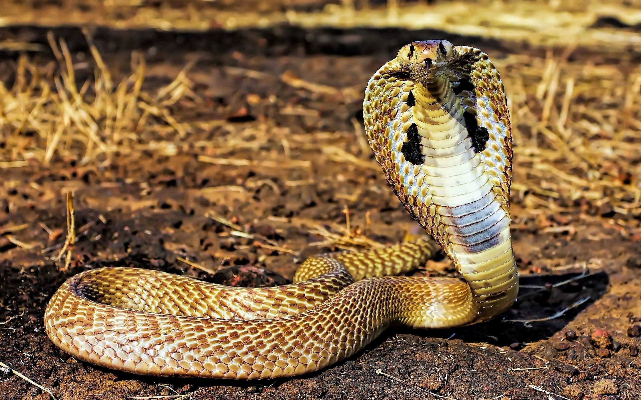 King Cobra visuals, Captivating snake photography, HD wallpapers, Wildlife fascination, 2560x1600 HD Desktop