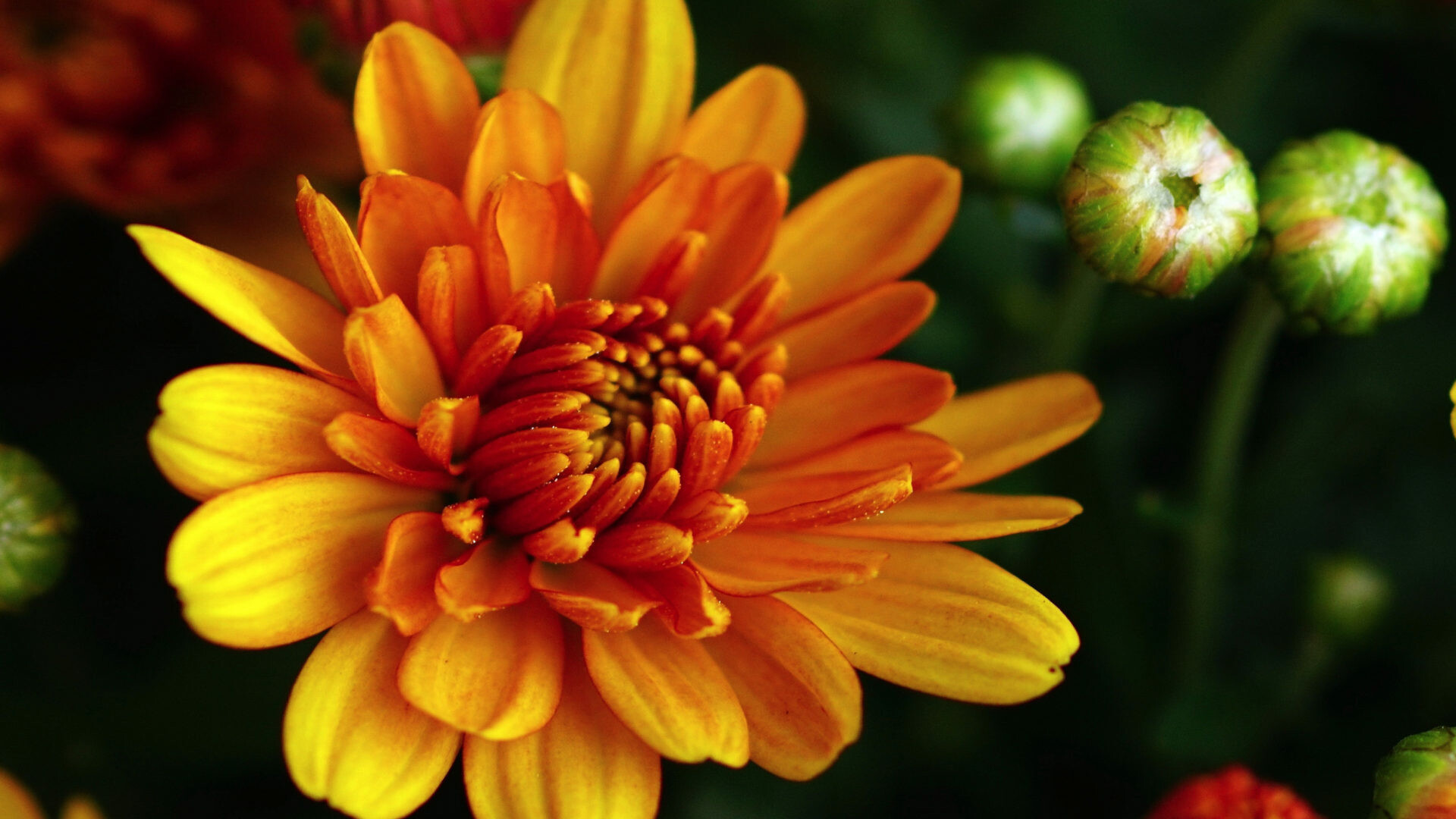 Chrysanthemum: A group of erect, herbaceous perennial plants in the flowering plant family Asteraceae. 1920x1080 Full HD Background.