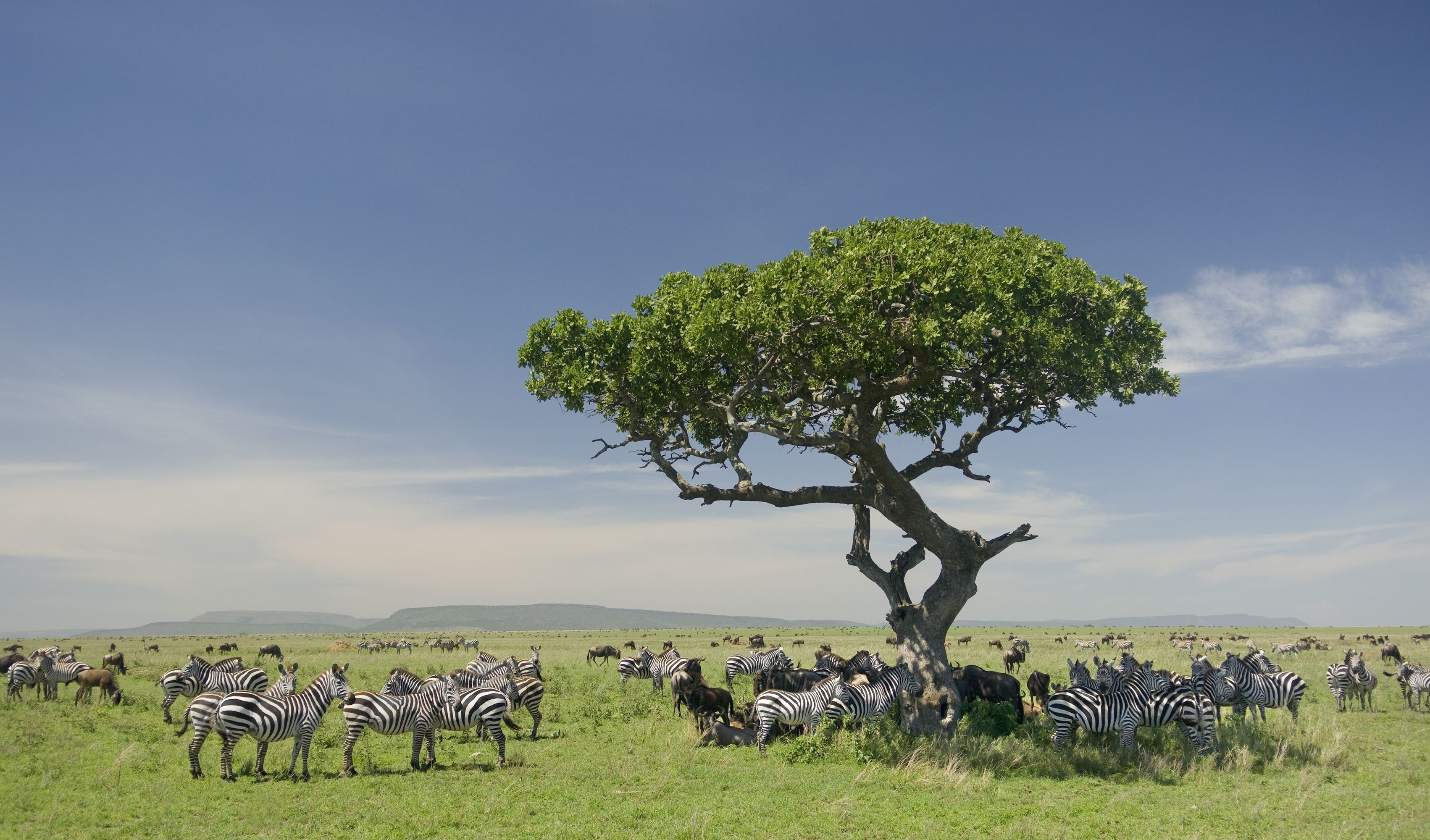Zebras grasen in der Serengeti, 3410x2000 HD Desktop