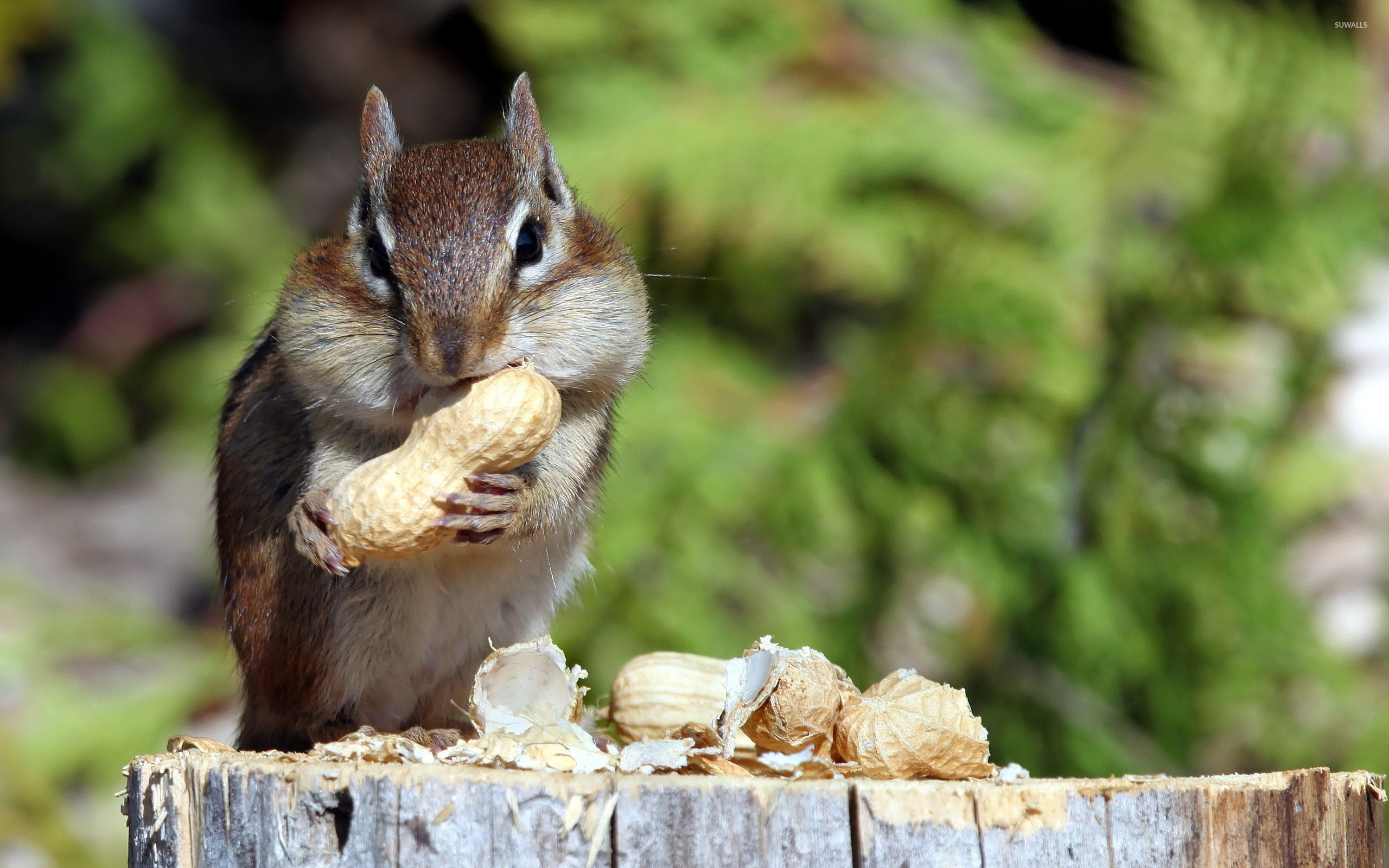 Chipmunk: Neotamias contains 23 species, which mostly occur in western North America. 2560x1600 HD Background.