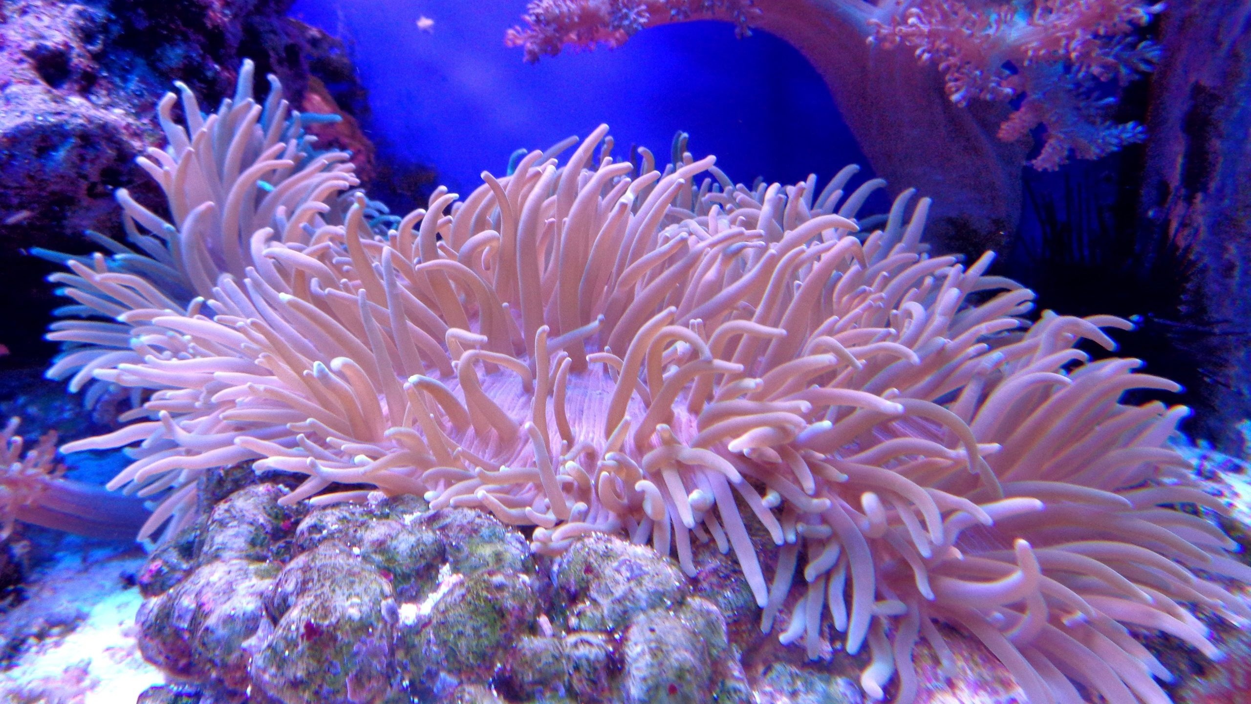 Sea anemones, Humans, The Media Line, 2560x1440 HD Desktop