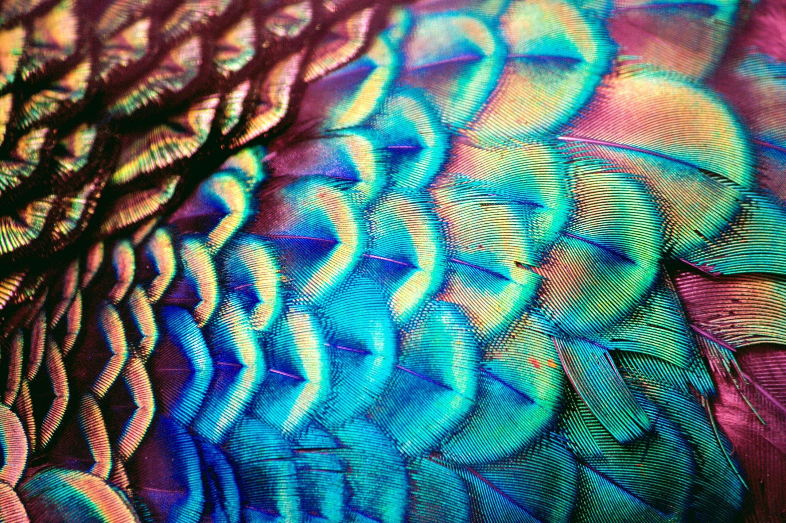 Peacock: The one African species is the Congo peafowl. 2560x1710 HD Wallpaper.
