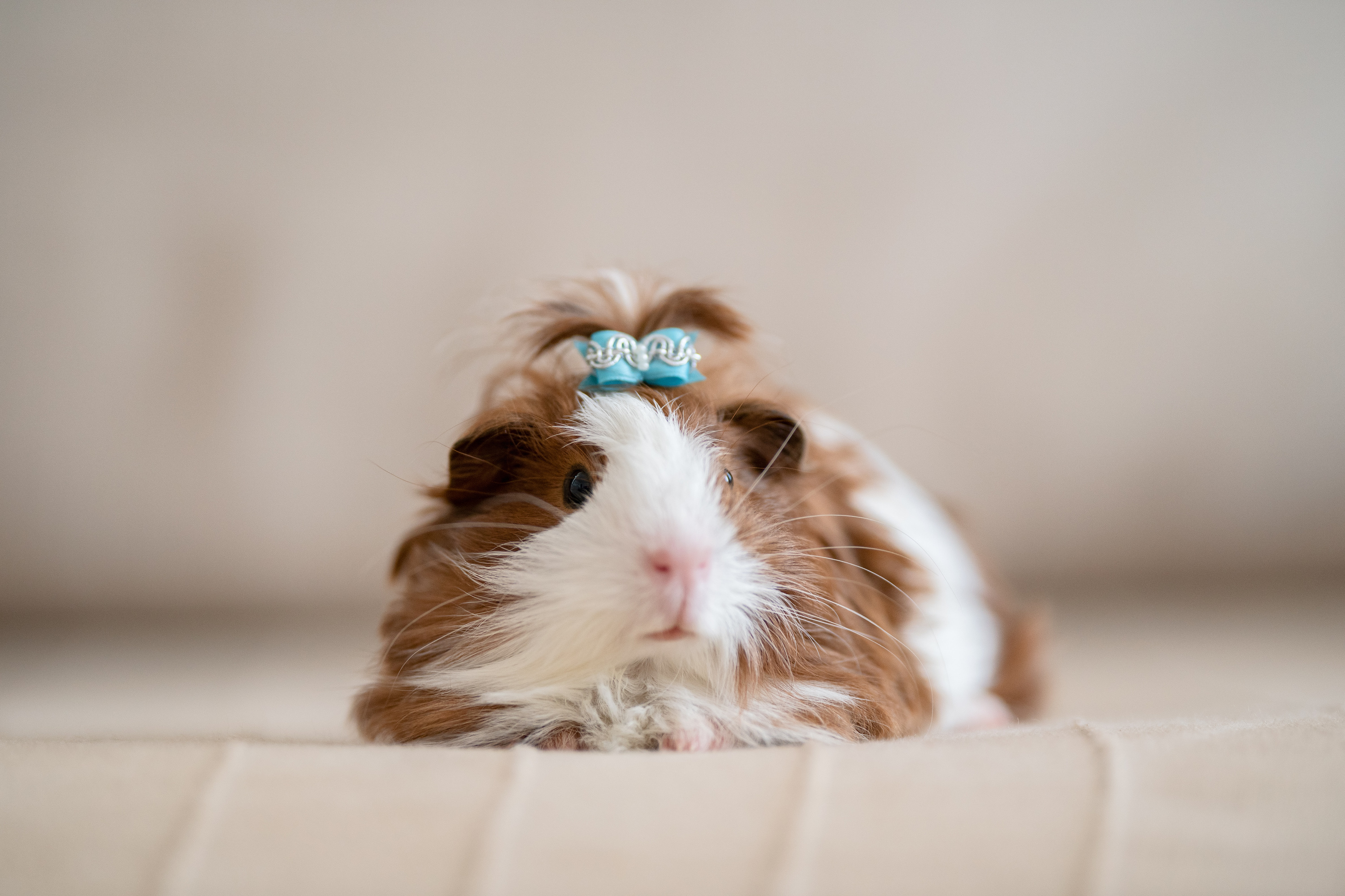 Guinea Pig, Cost of owning, Pet expenses, Piggy budgeting, 3000x2000 HD Desktop