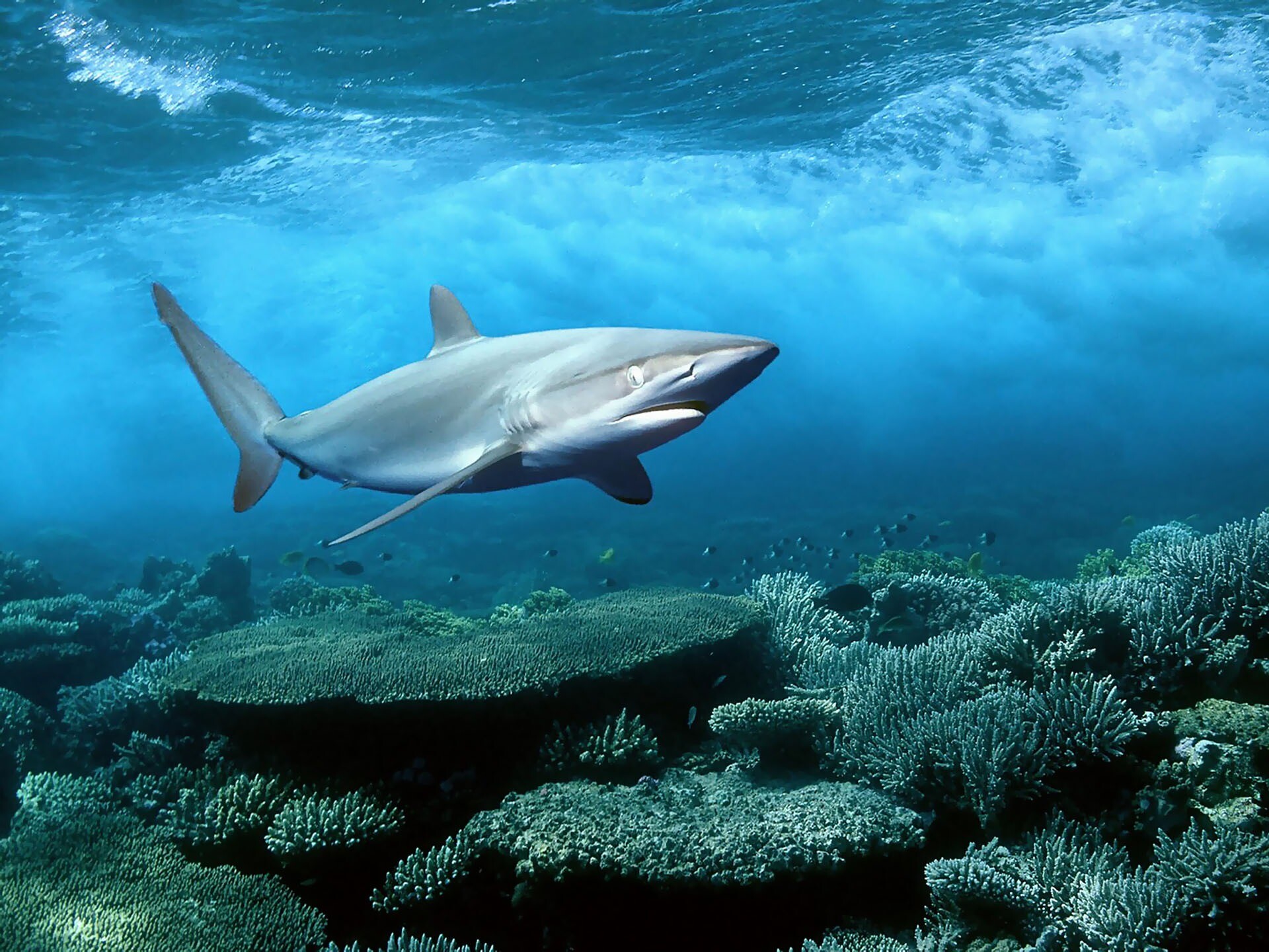 Shark: All species have multiple rows of teeth, Apex predator. 1920x1440 HD Wallpaper.