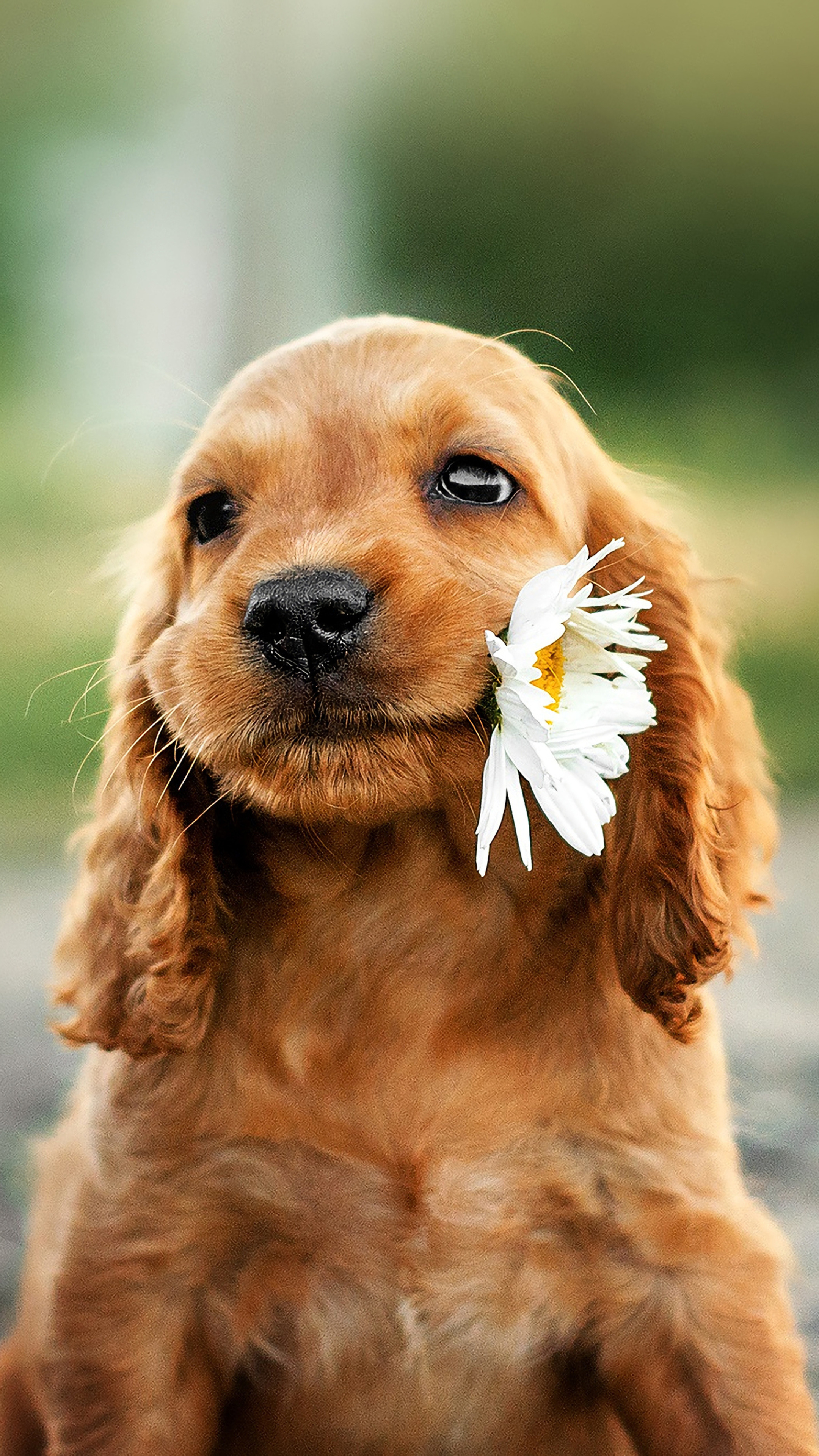 Dog with flower, Sony Xperia, Backgrounds, Photos, 2160x3840 4K Phone