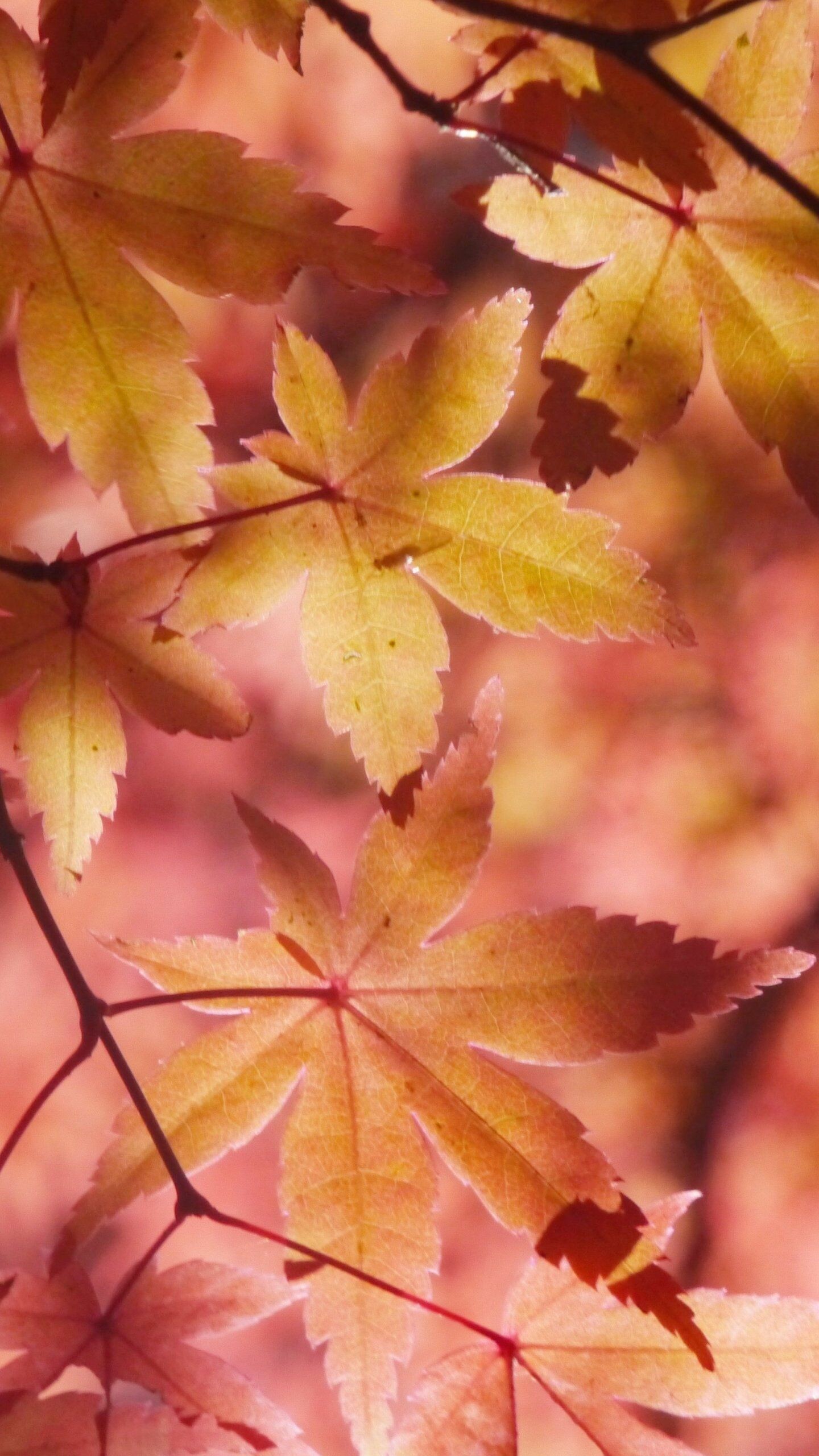 Leaves: Acer pseudoplatanus, The most common maple species in Europe. 1440x2560 HD Wallpaper.
