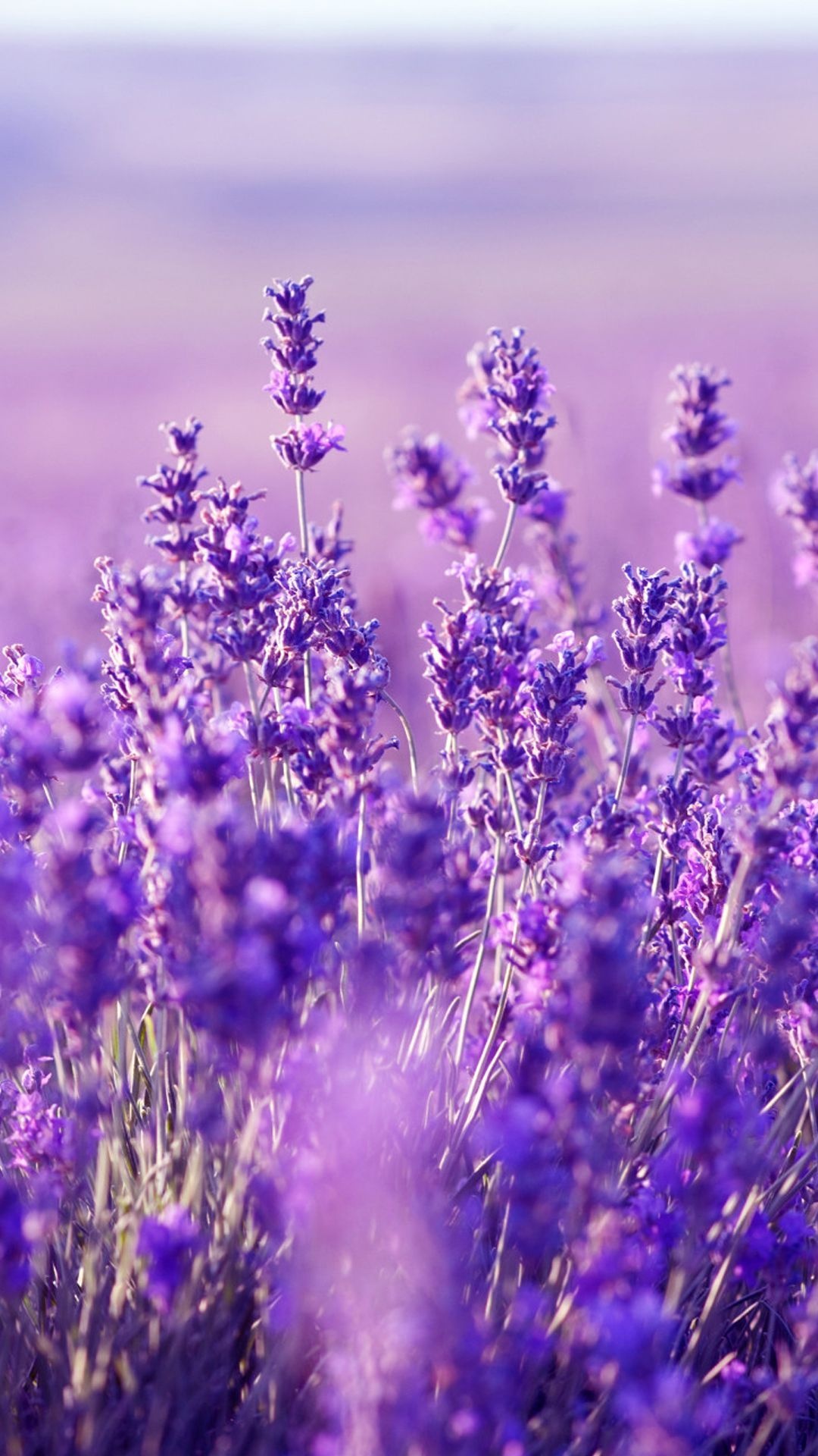 Lavender flower, Floral beauty, Purple blossoms, Nature's wonder, 1080x1920 Full HD Phone