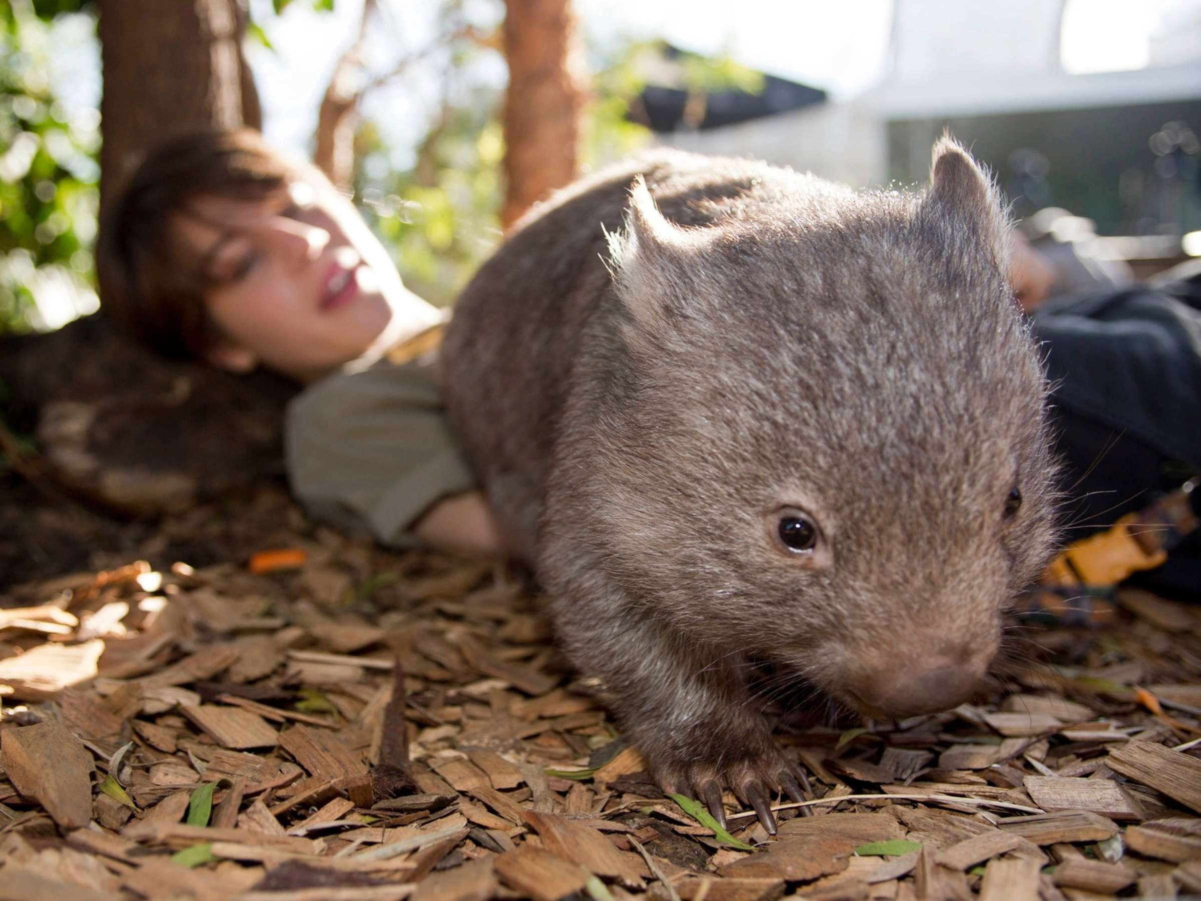 Bottle-fed wombat, Cute baby animal, Photo aktuell, 2400x1800 HD Desktop