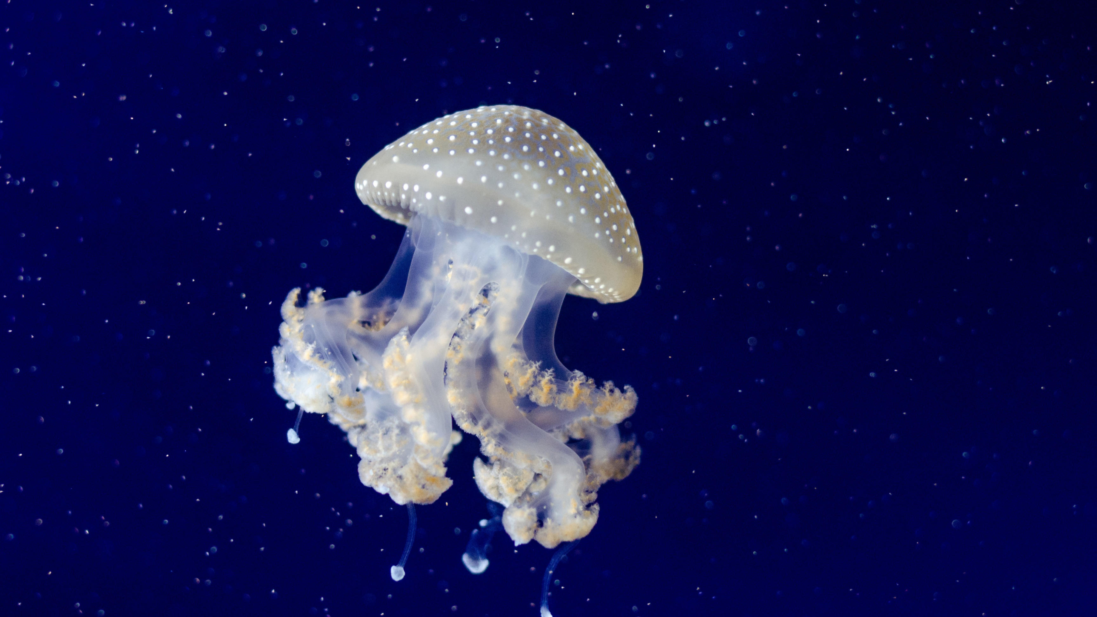 Ethereal sea creatures, Mesmerizing movements, Jellyfish biology, Delicate tentacles, 3840x2160 4K Desktop