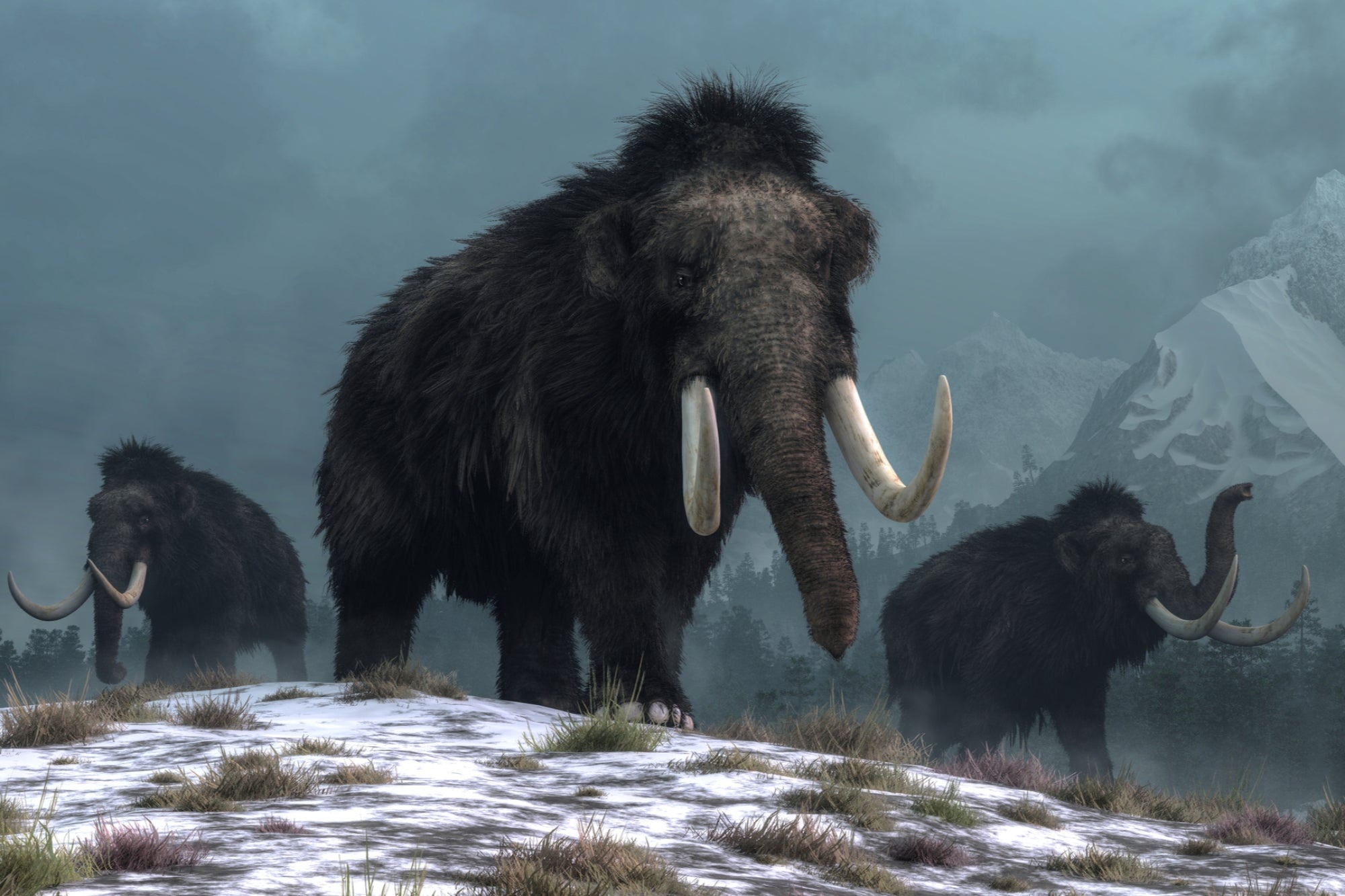 Bring back woolly mammoth, Valued at 400 million, Company's investment, Mammoth raises 75 million, 2000x1340 HD Desktop