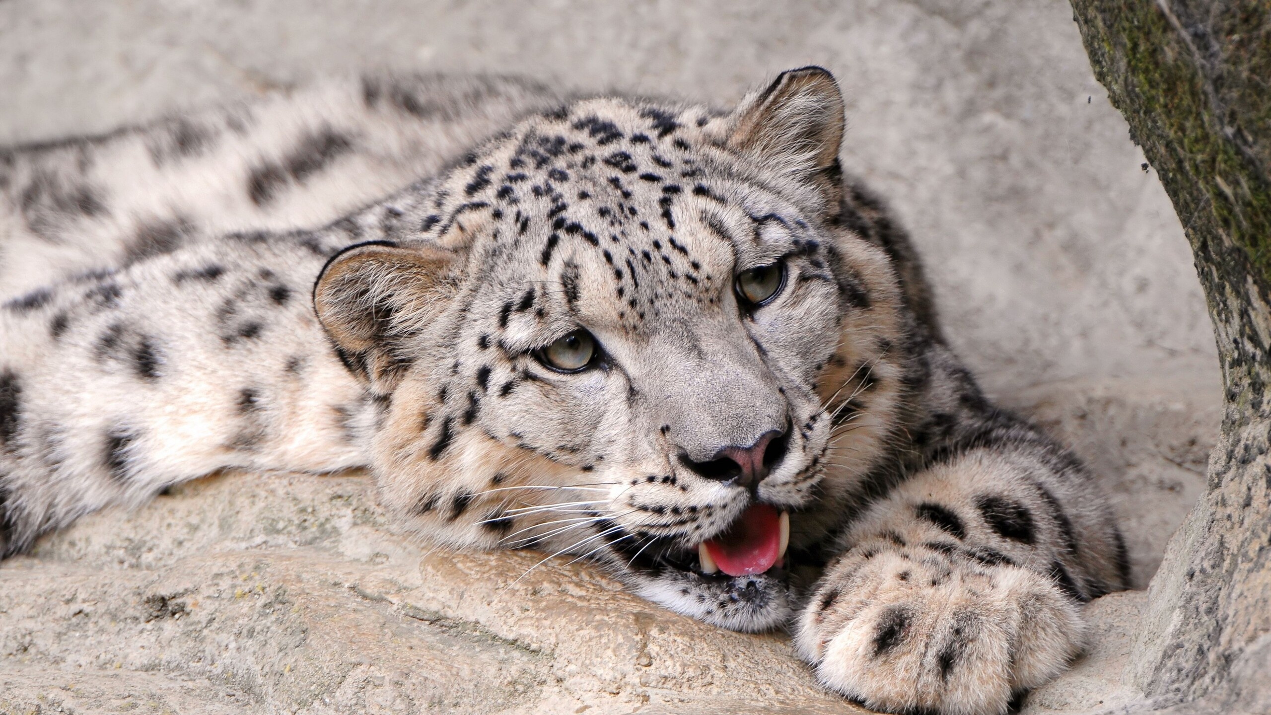 Snow leopard 1440p resolution, Wallpapers images photos, 2560x1440 HD Desktop