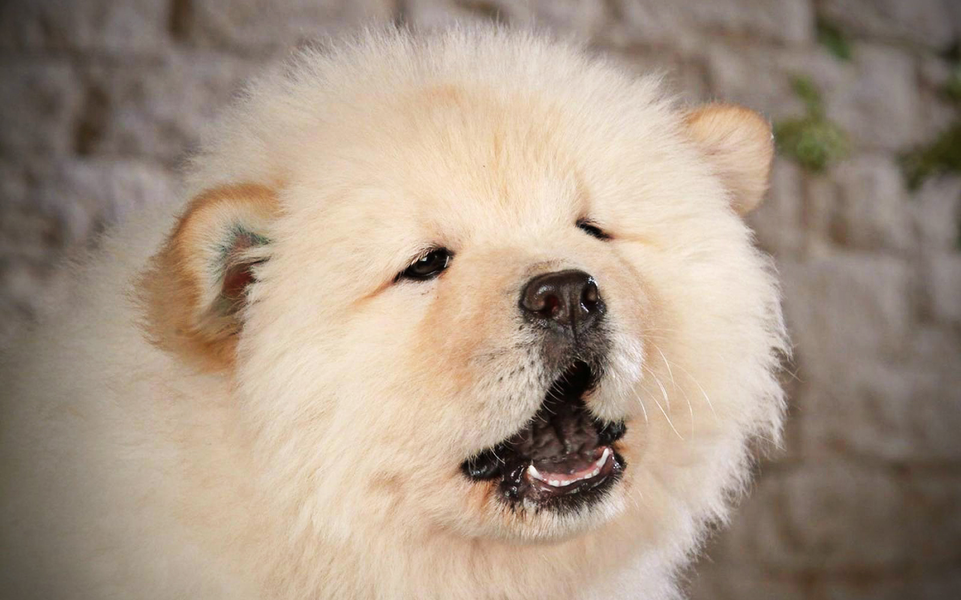 Chow Chow close-up, Furry dog, Small puppy, Adorable pet, 1920x1200 HD Desktop