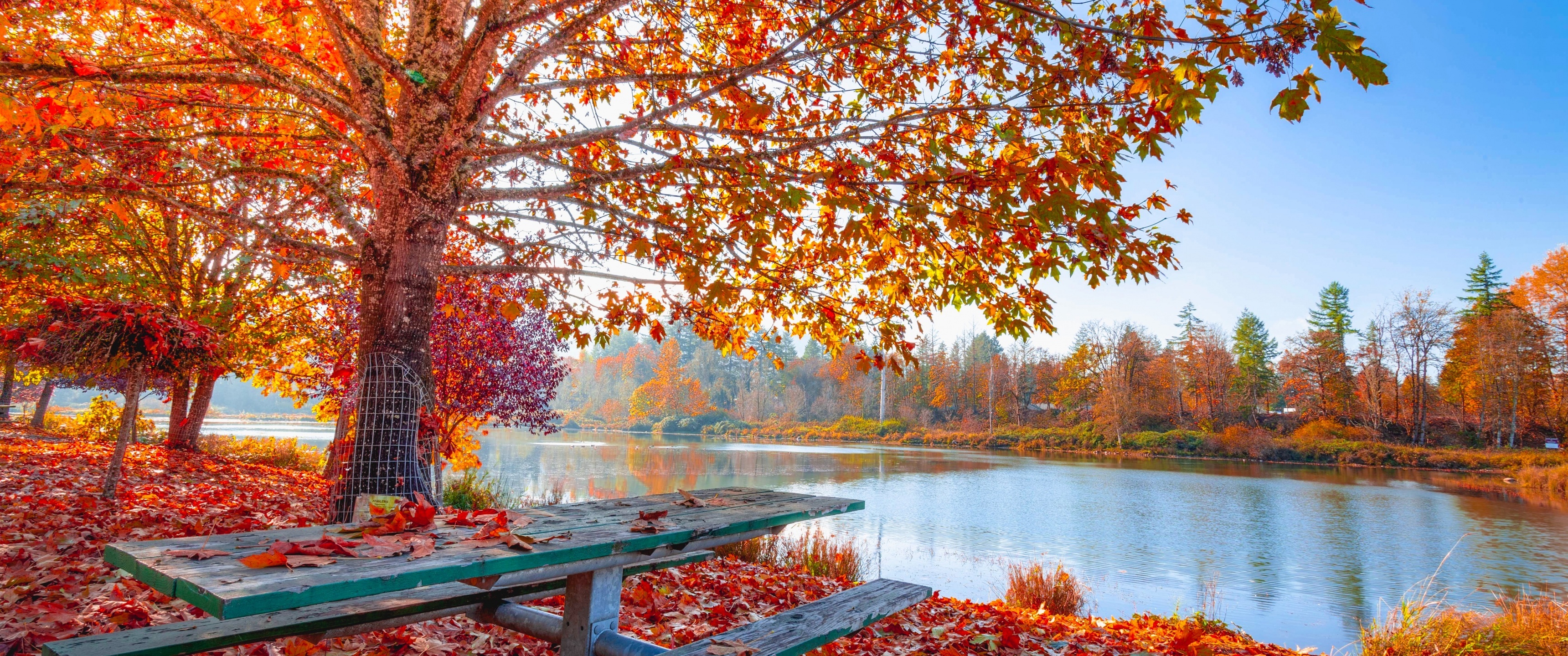 4K quality, Full-screen view, Autumnal ambiance, Nature's spectacle, Tree-lined vistas, 3440x1440 Dual Screen Desktop