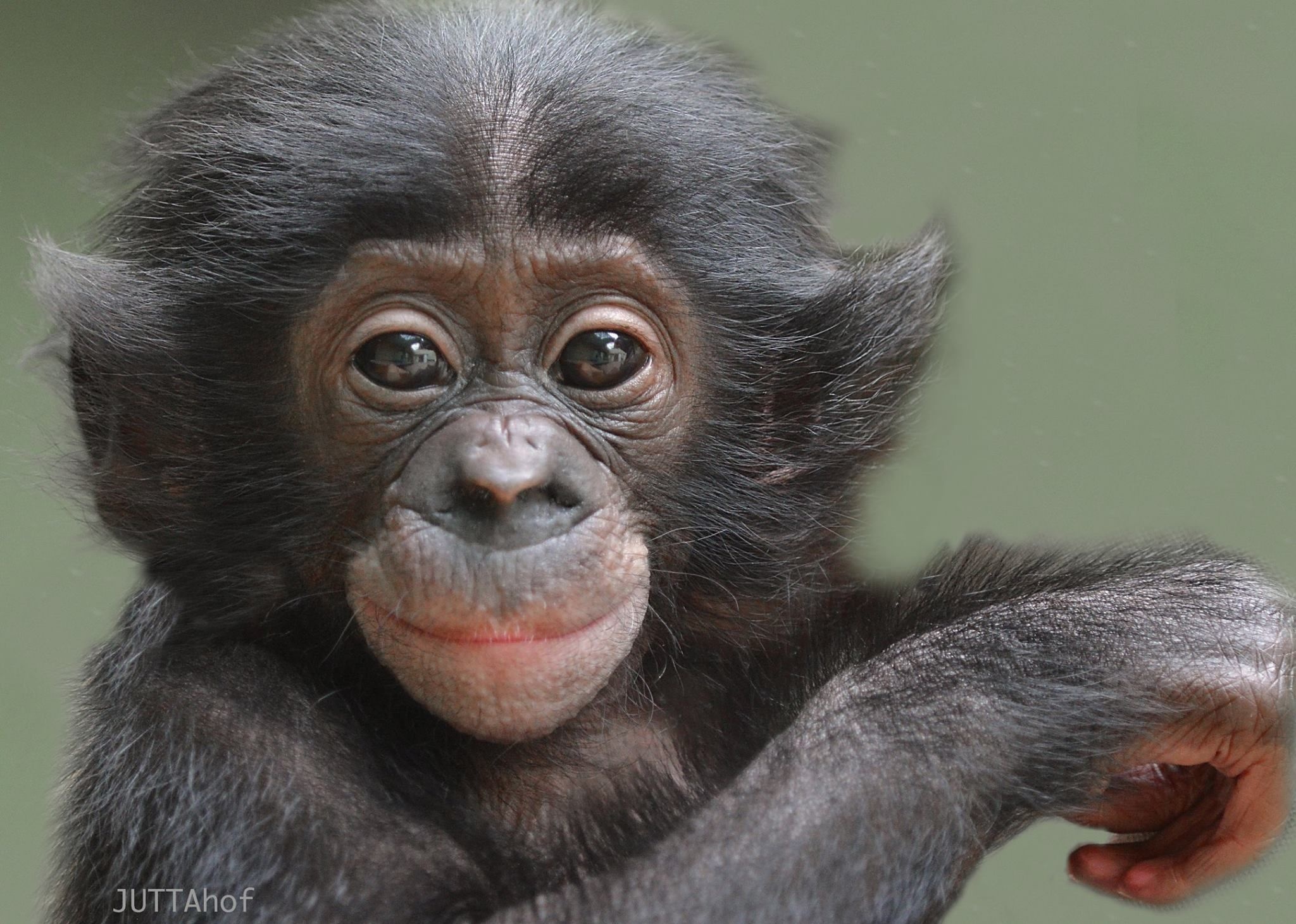 Bonobo, Cool monkey vibes, Primate wonderland, Cute and charming animals, 2050x1470 HD Desktop