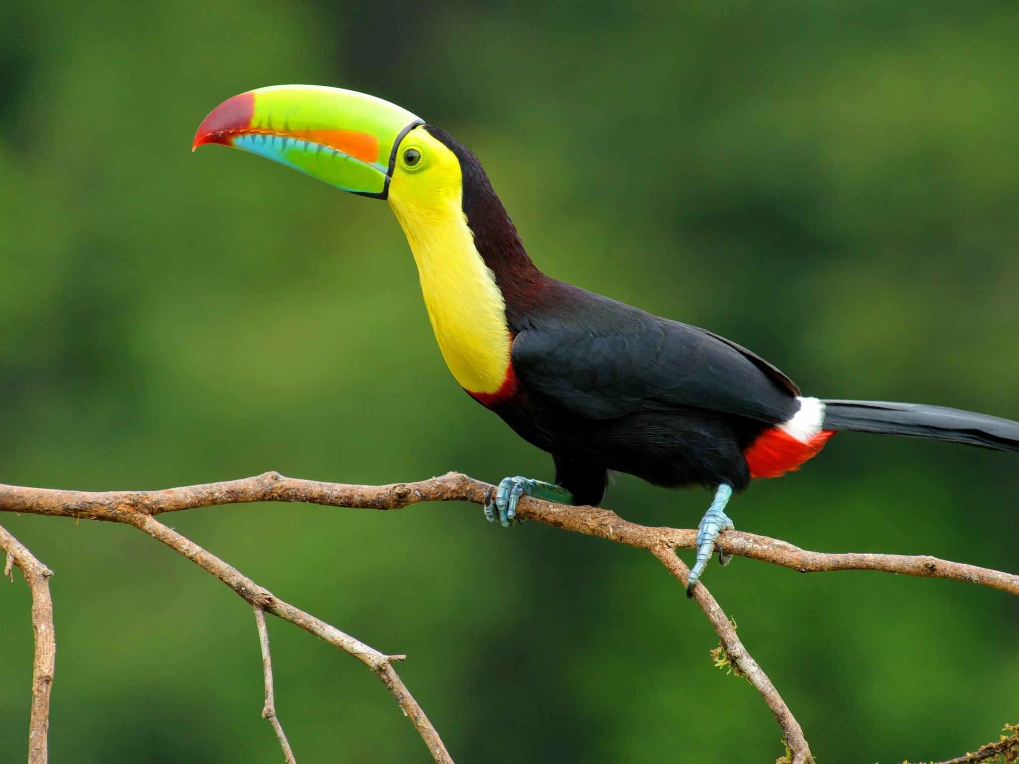Keel billed toucan, Vibrant wallpaper, Tropical beauty, Stunning colors, 2050x1540 HD Desktop