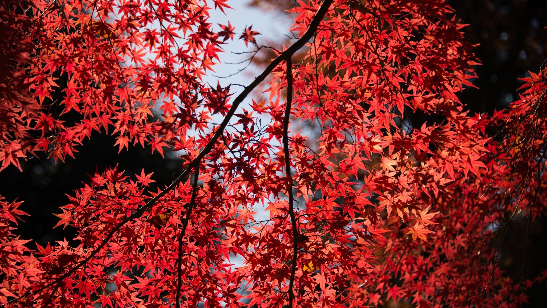 Ahornbaum, Herbstvibes, Rote Bltter, Kunstwerk der Natur, 1920x1080 Full HD Desktop