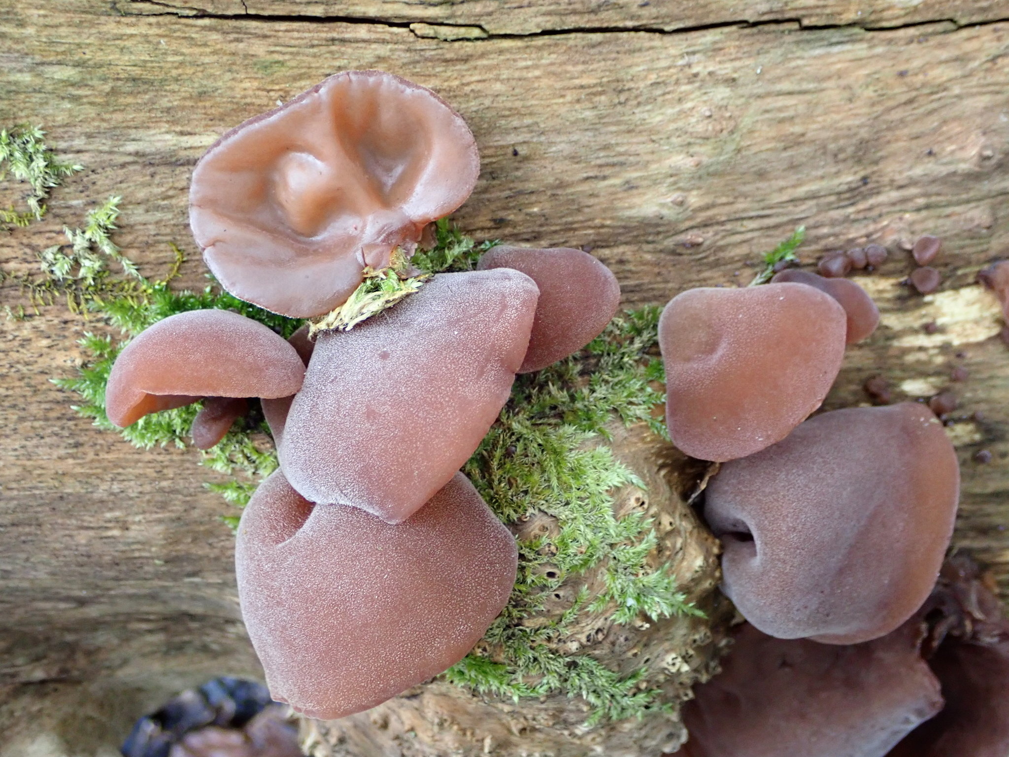 Jelly ear mushrooms, Auricularia auricula judae, Inaturalist NZ, Food, 2050x1540 HD Desktop