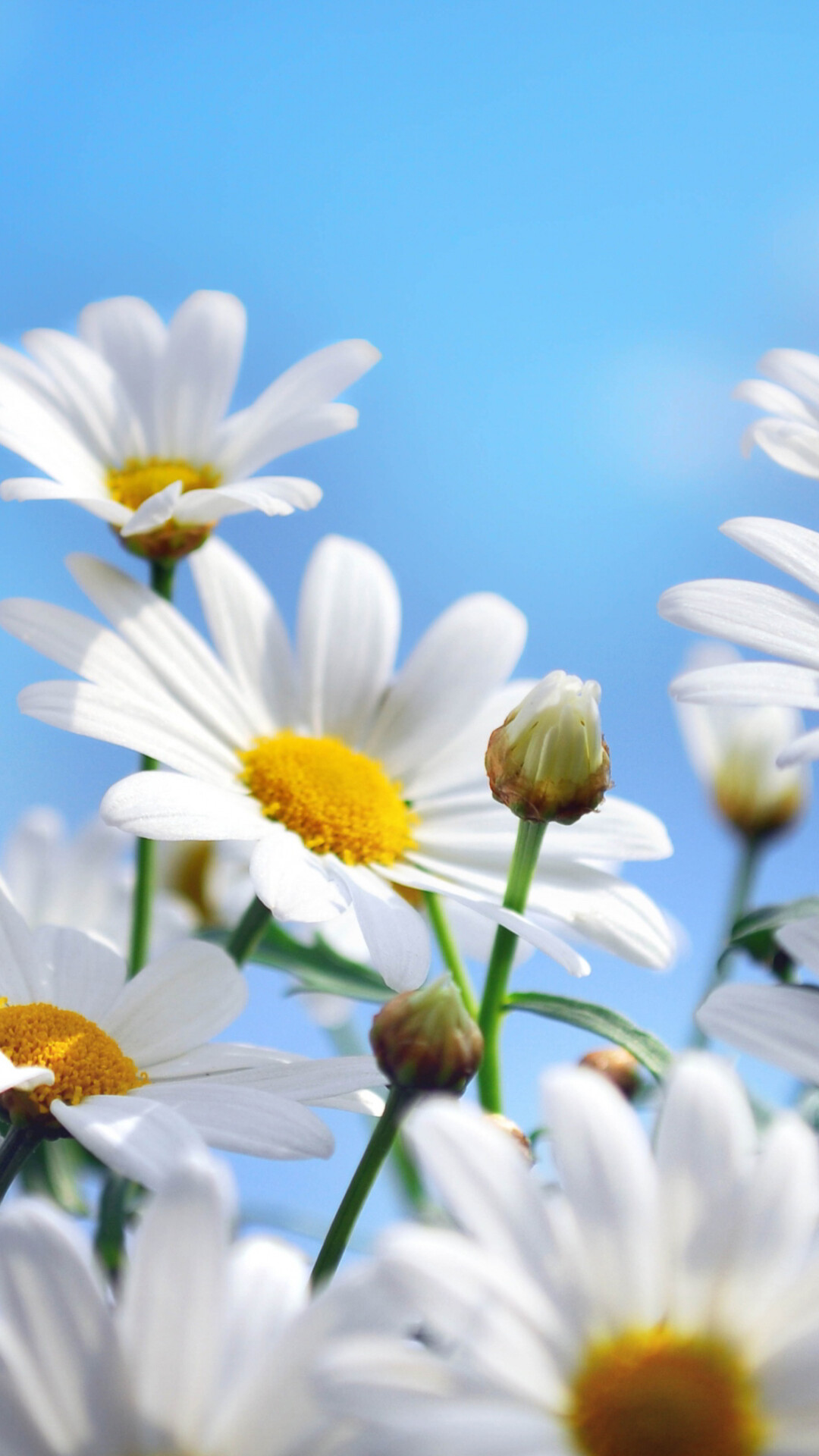 Daisy: A species of flowering plants belonging to the aster family. 1080x1920 Full HD Background.