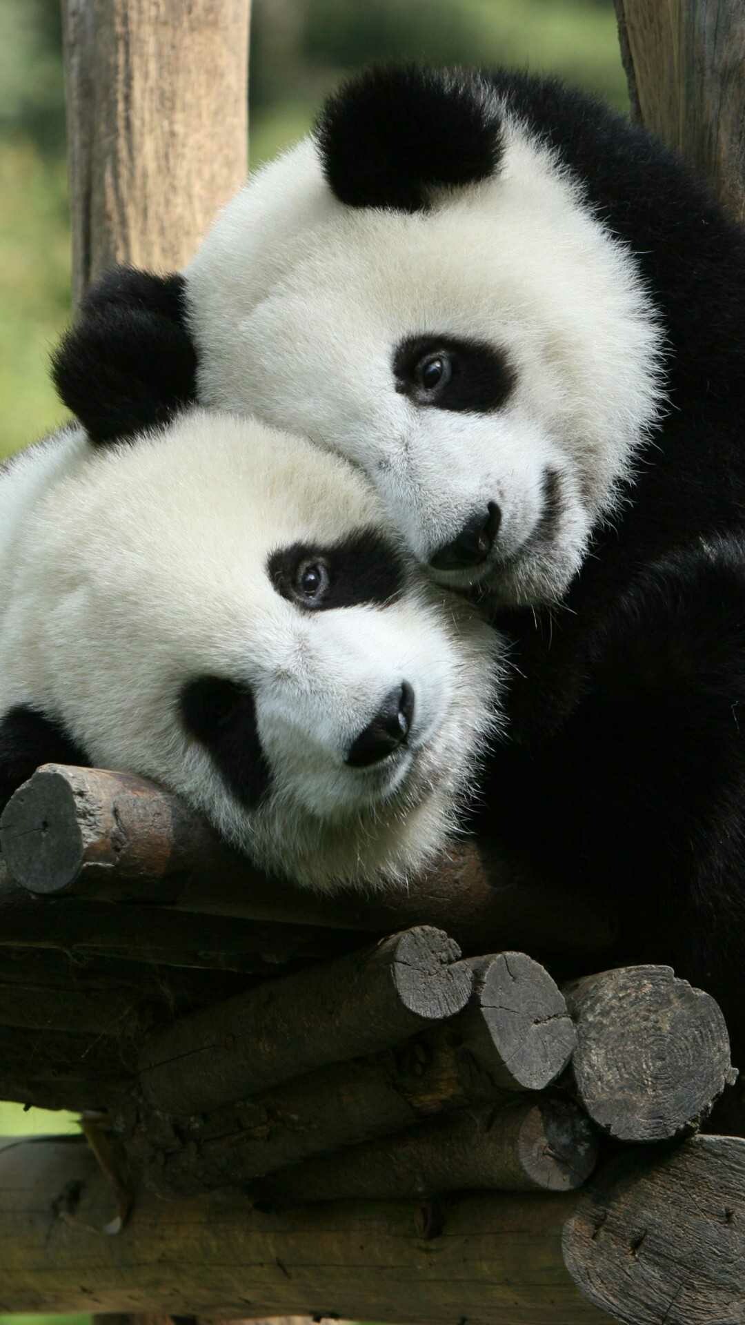 Panda: Giant pandas, Identified by their distinctive black and white coloring. 1080x1920 Full HD Wallpaper.