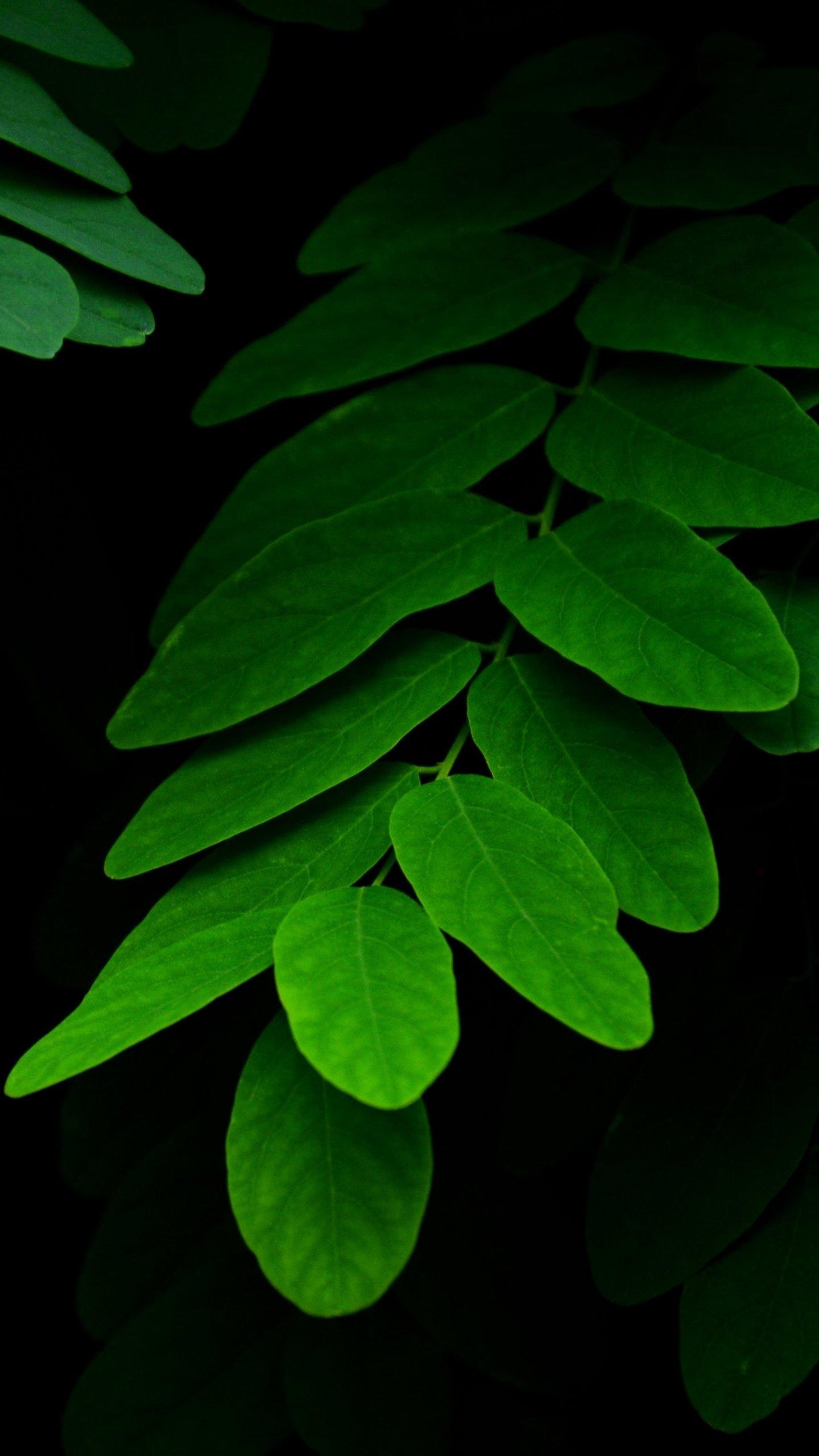 Green Leaf: The most important organs of most vascular plants, Leaves in a jungle forest, Beauty of nature. 1440x2560 HD Wallpaper.