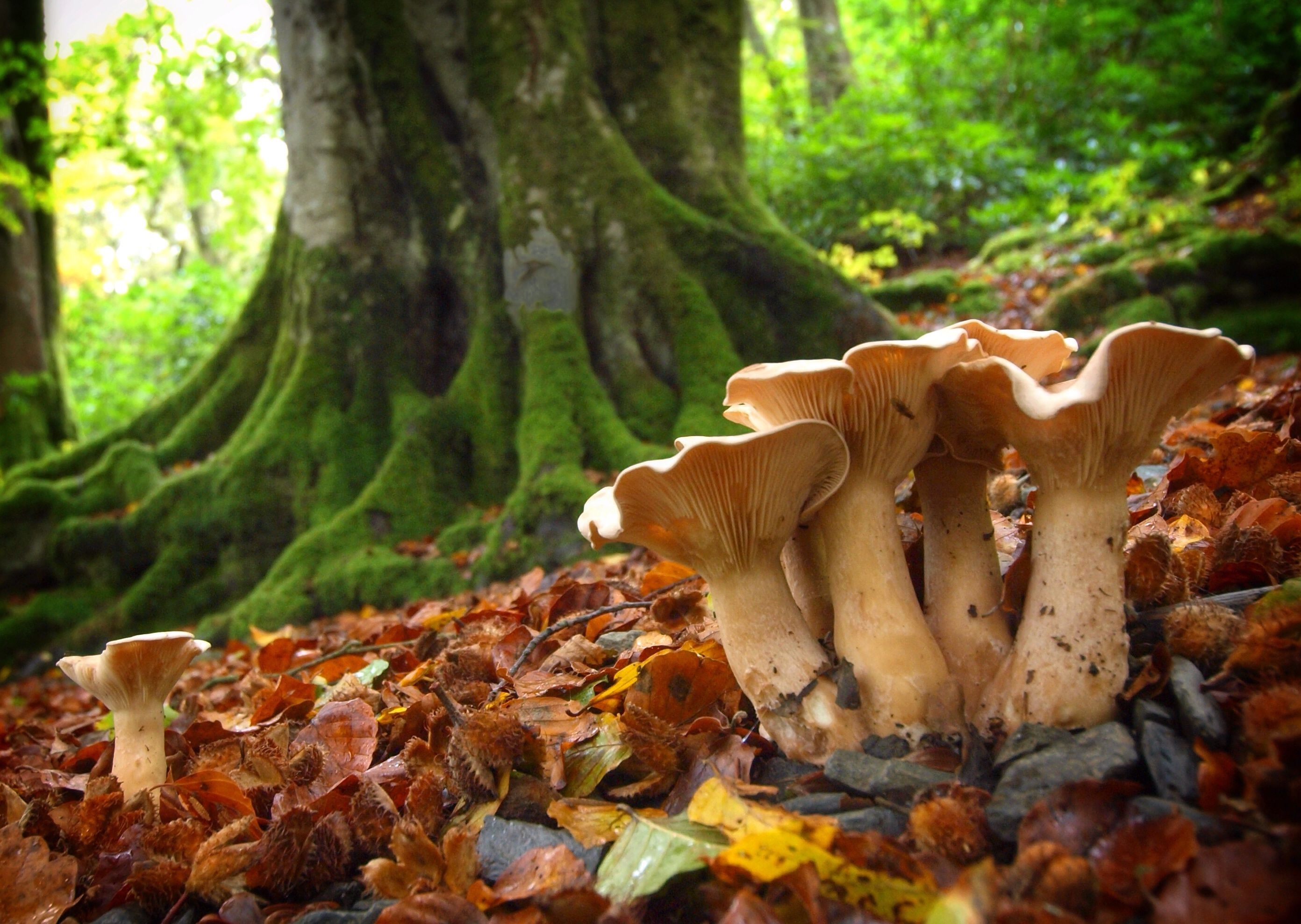 Fungi under beech, Hidden wonders, Nature's companions, Serene forest, 2790x1980 HD Desktop