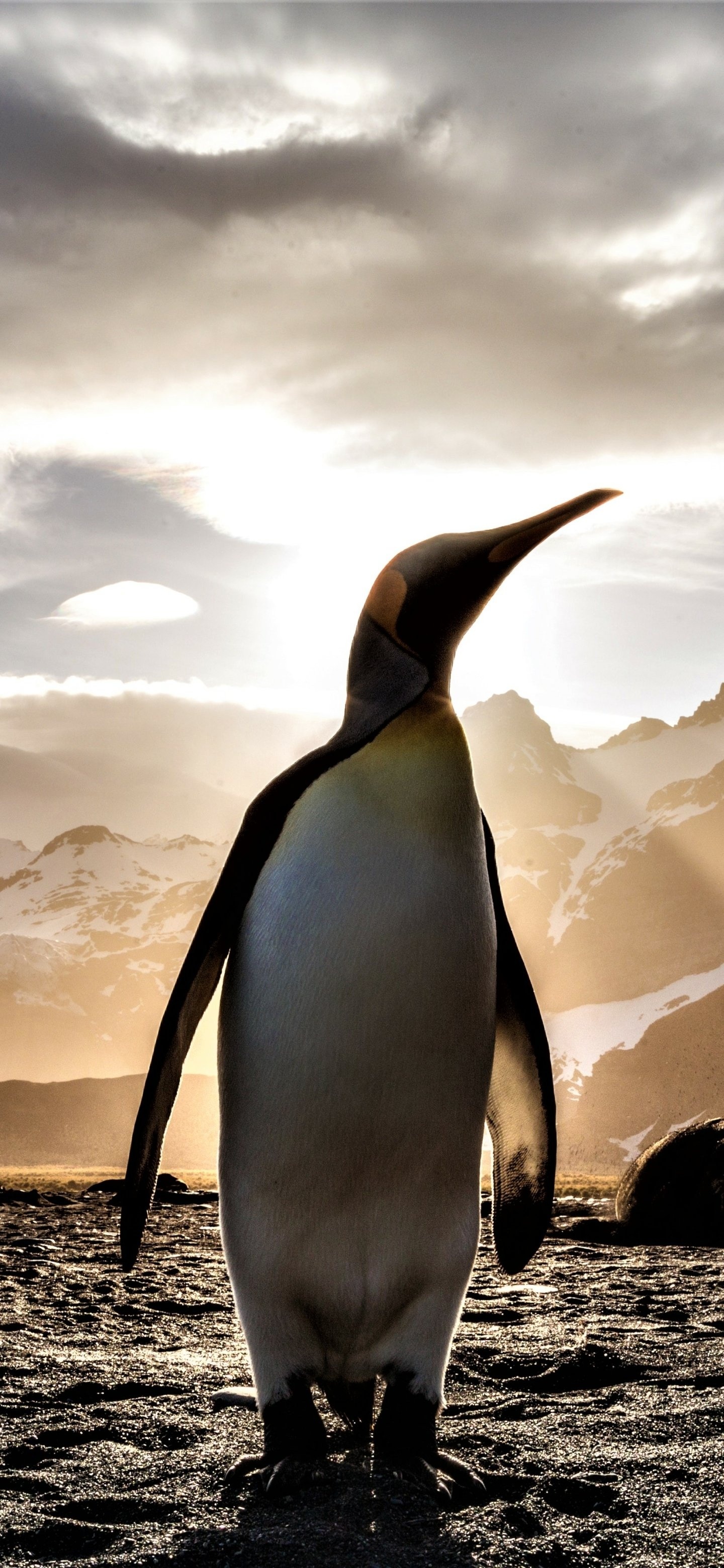Penguin, Adorable animal, Cold climate, Nature's creation, 1440x3120 HD Phone