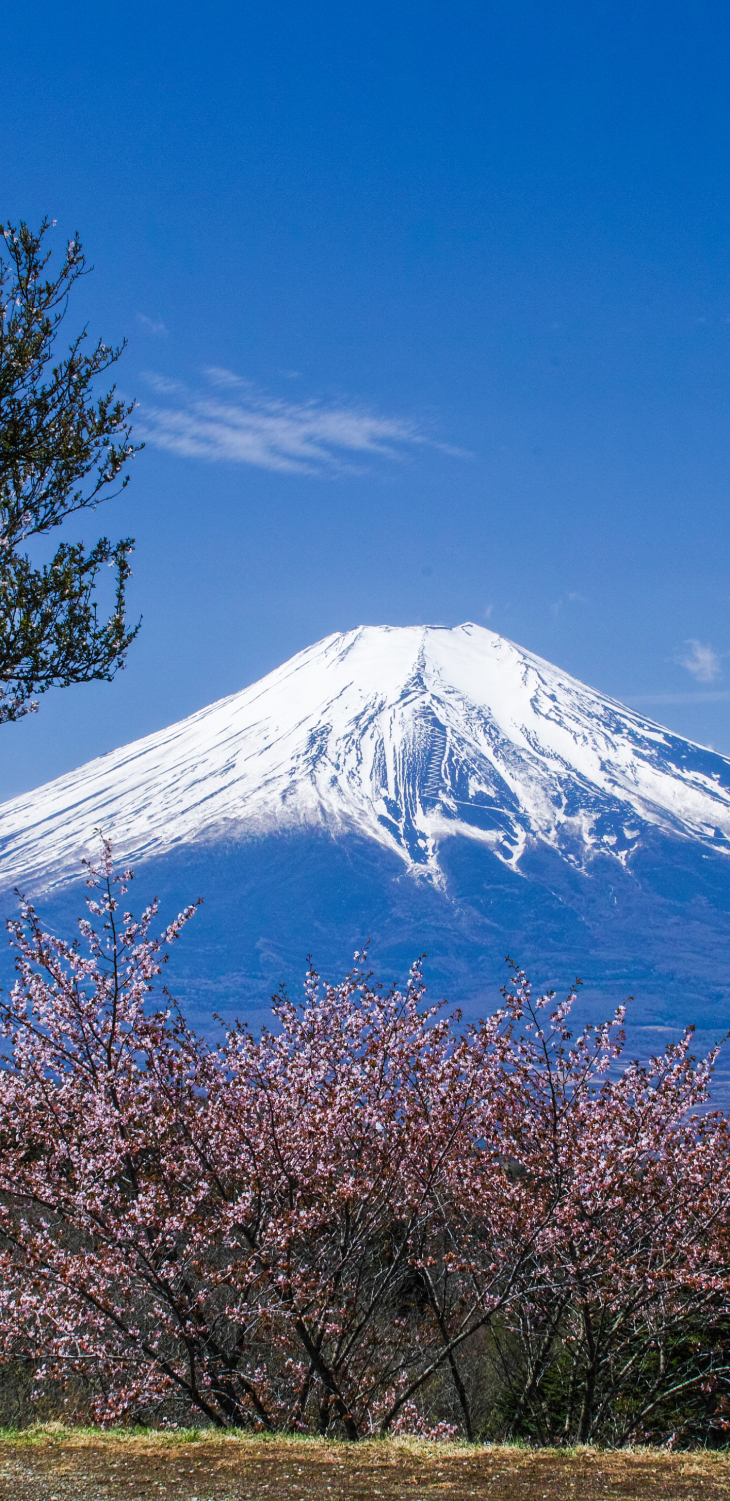 Mount Fuji, Travels, Earth, 1440x2960 HD Phone