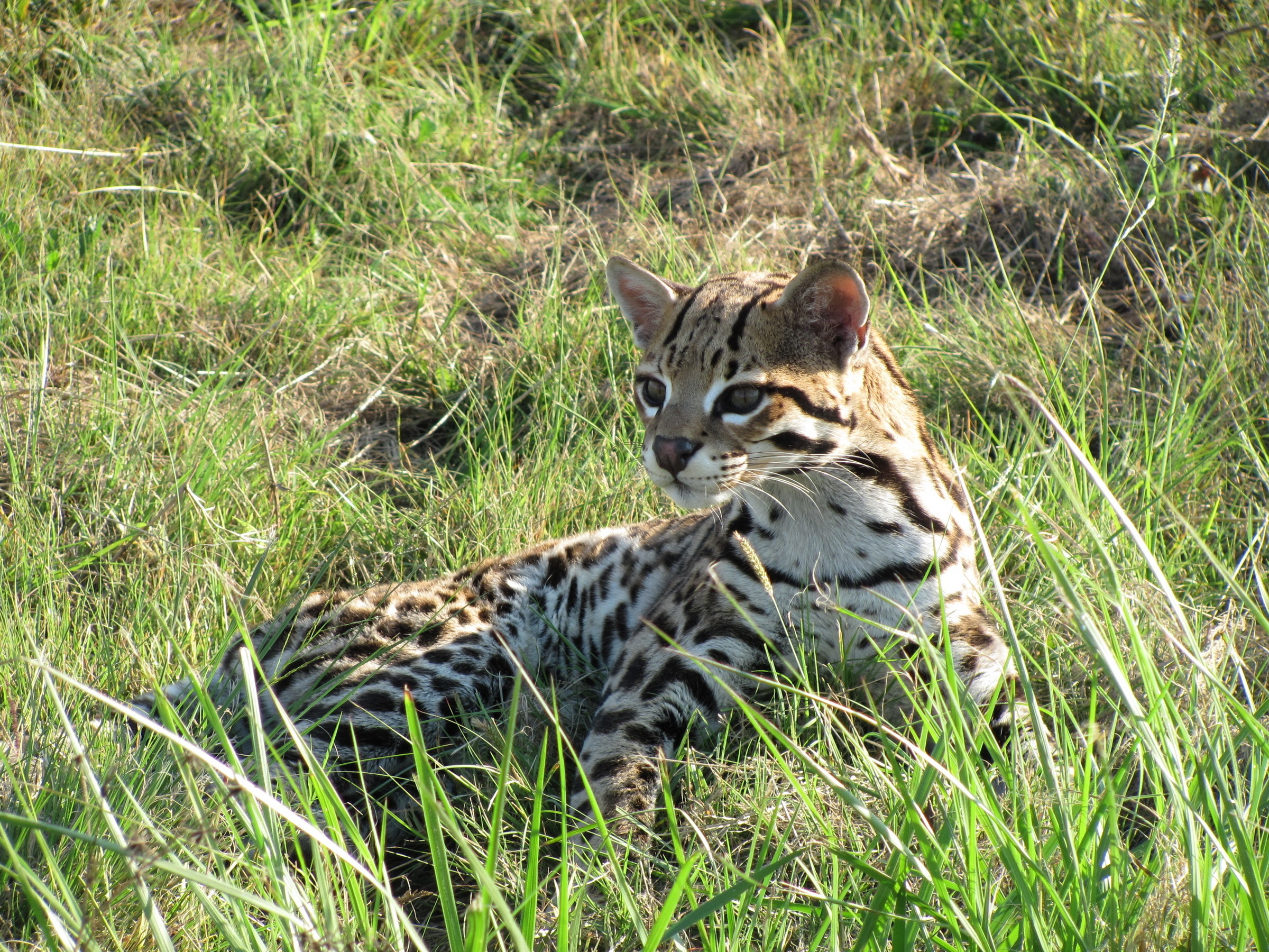 Dwarf leopard image, Exotic grasslands, Playful wildcat, Natural habitat, 2400x1800 HD Desktop