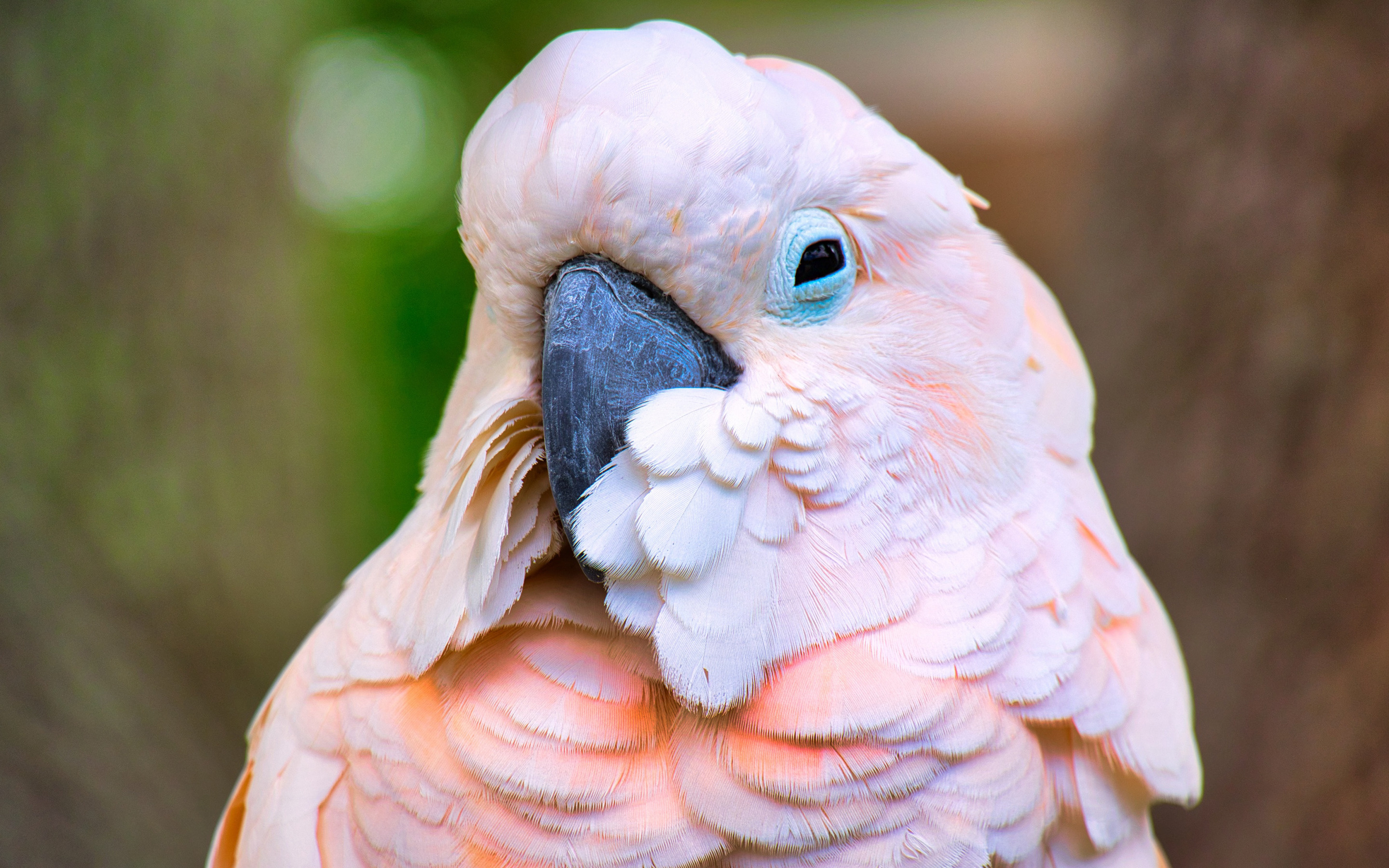 Cockatoo: Moluccan Bird, Mangroves, Tropical Rain Forests Habitat, Orange-Pink Underwings. 2880x1800 HD Wallpaper.