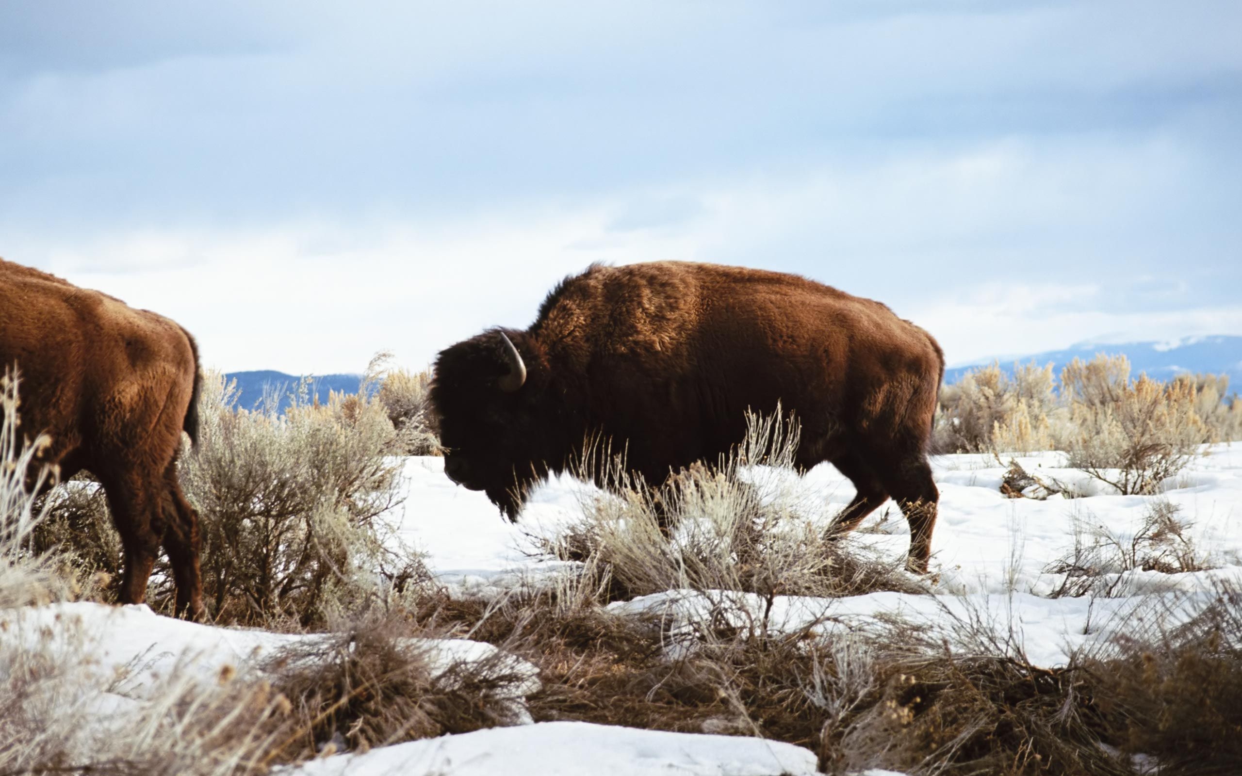American bison in HD, Gorgeous bison photos, Bison as pet birds, Bison beauty captured, 2560x1600 HD Desktop