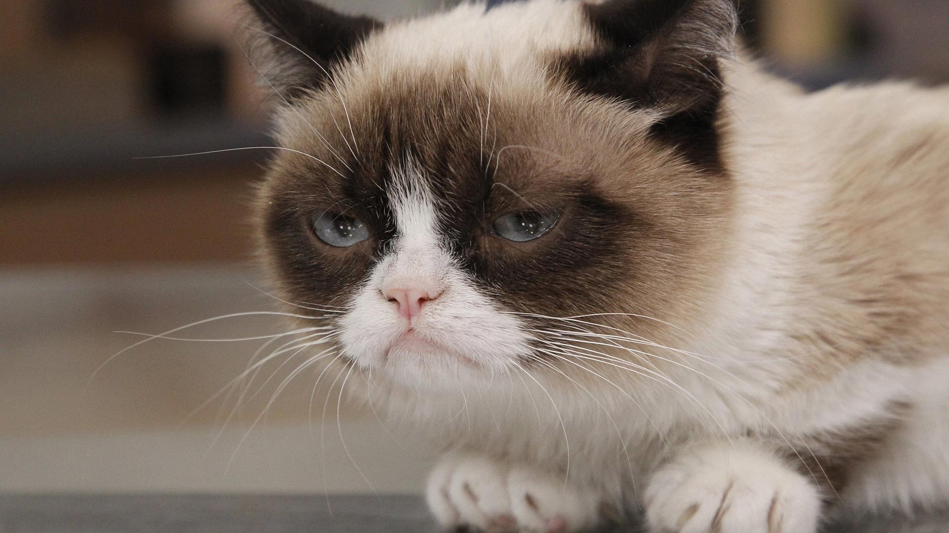 Grumpy Cat, Internet meme, Top grumpy cat backgrounds, 1920x1080 Full HD Desktop