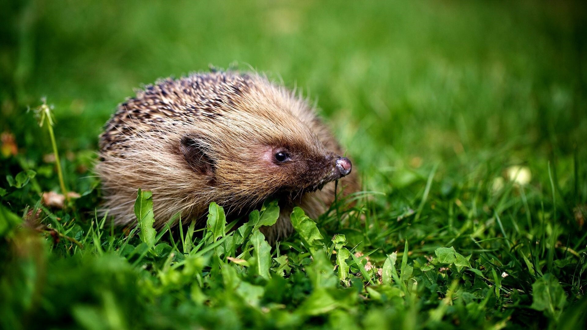 Hedgehog: A spiny mammal in the eulipotyphlan family Erinaceidae. 1920x1080 Full HD Background.