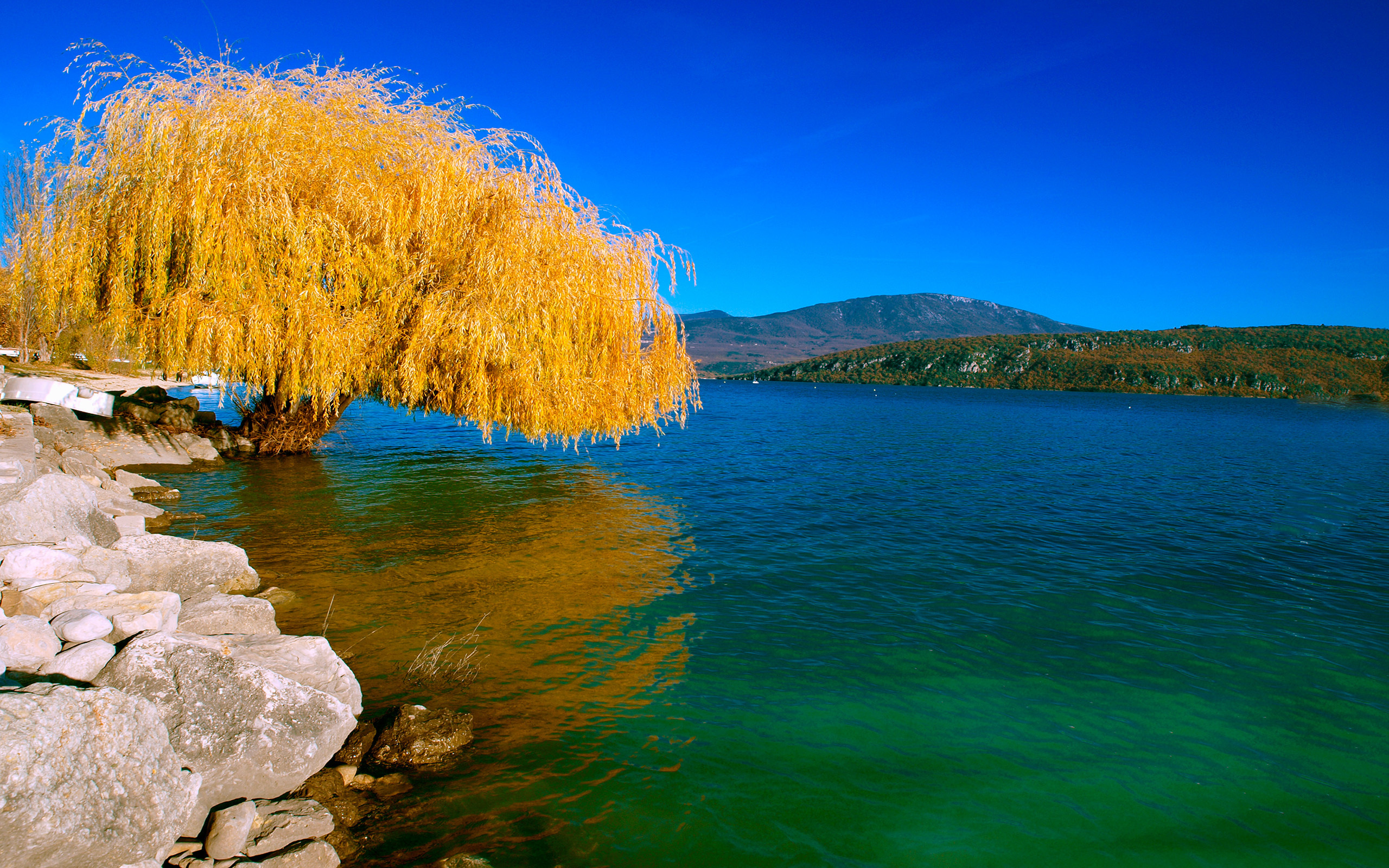 Willow Tree, Autumn beauty, Nature wallpaper, Desktop mobile tablet, 2560x1600 HD Desktop