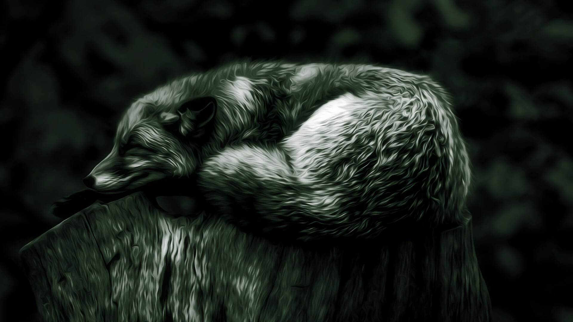 Fox: Vulpes vulpes, The most widely distributed members of the order Carnivora, Monochrome. 1920x1080 Full HD Wallpaper.