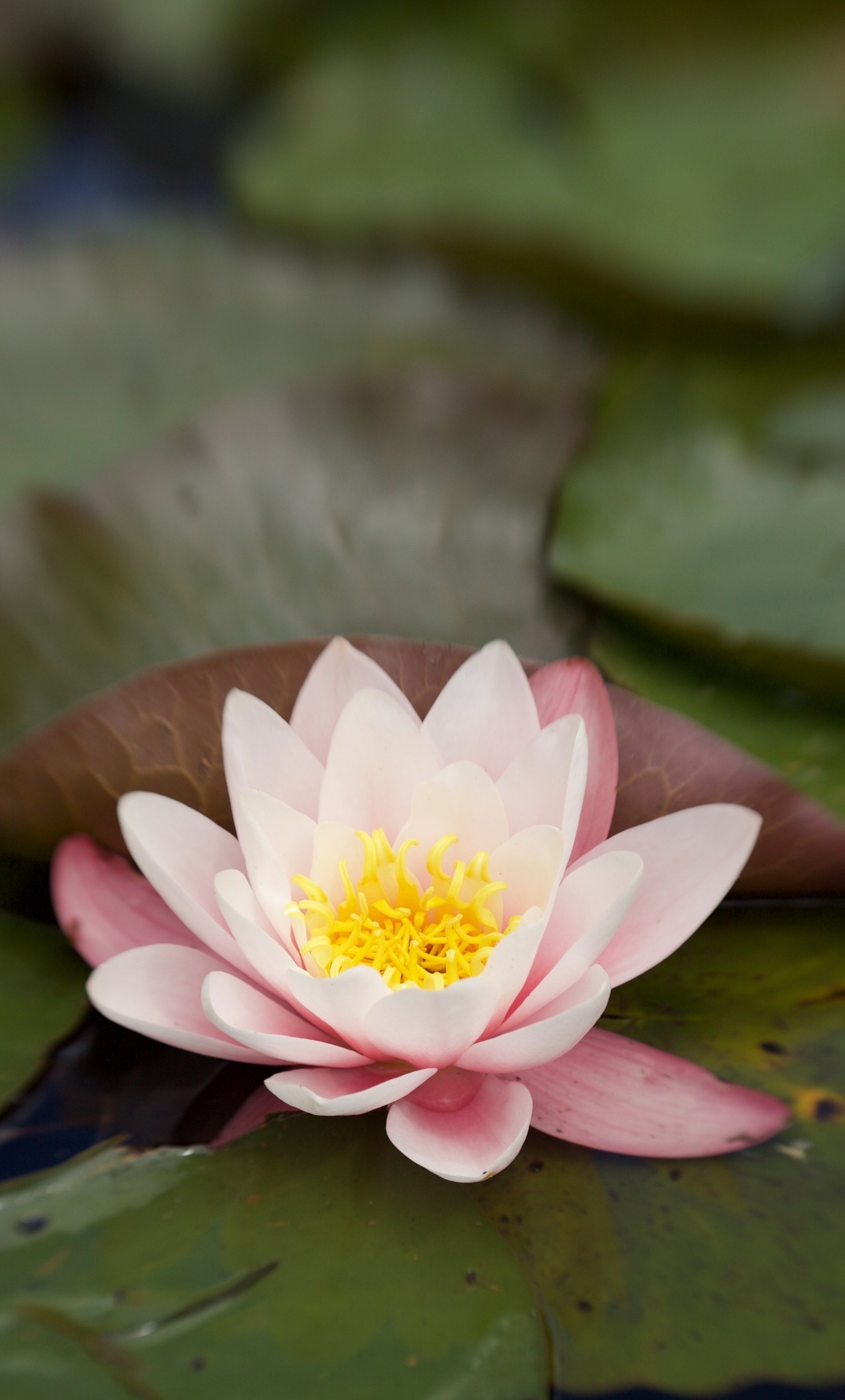 Nature, lily flower, water, iPhone, 1280x2120 HD Phone